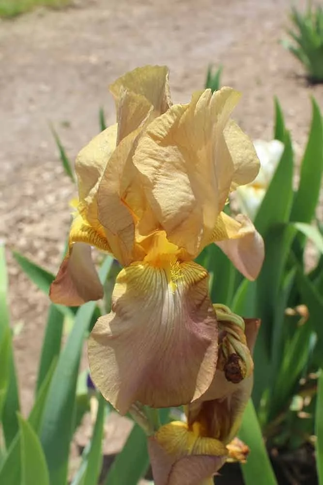 Lankow Historical Iris Collection @ Chatfield Farms