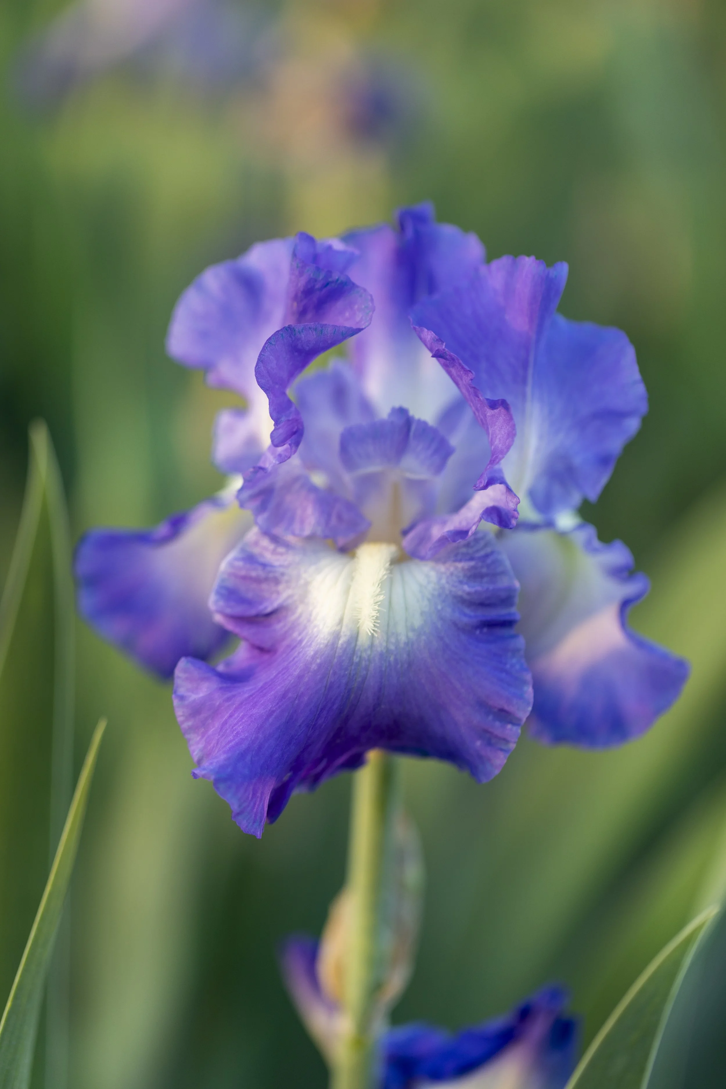 Iris and Perennial Exchange and Garden Cleanup