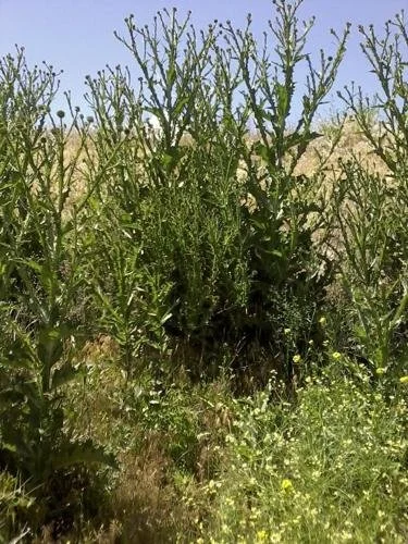 Onopordum acanthium (Scotch Thistle)