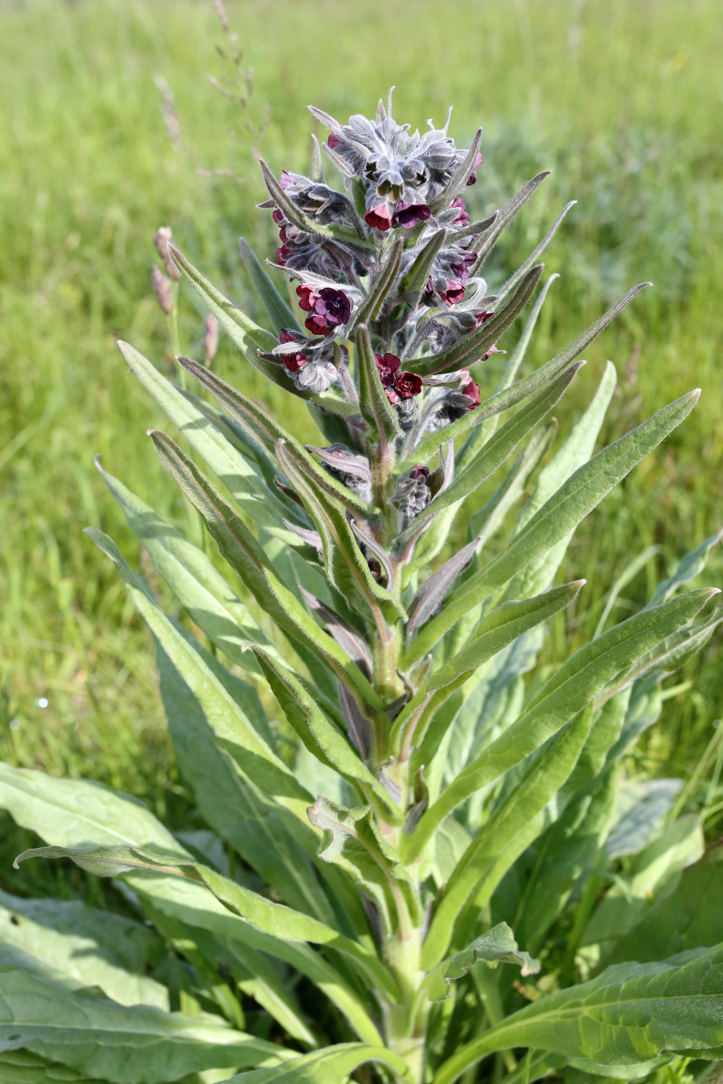 Cynoglossum officinale (Hound's Tongue)