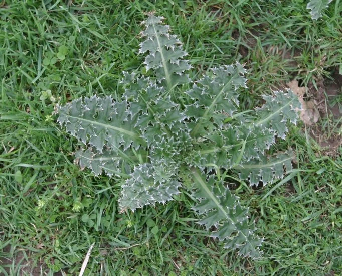 Carduus nutans (Musk Thistle)
