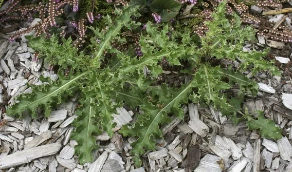 Cirsium arvense (Canada Thistle)