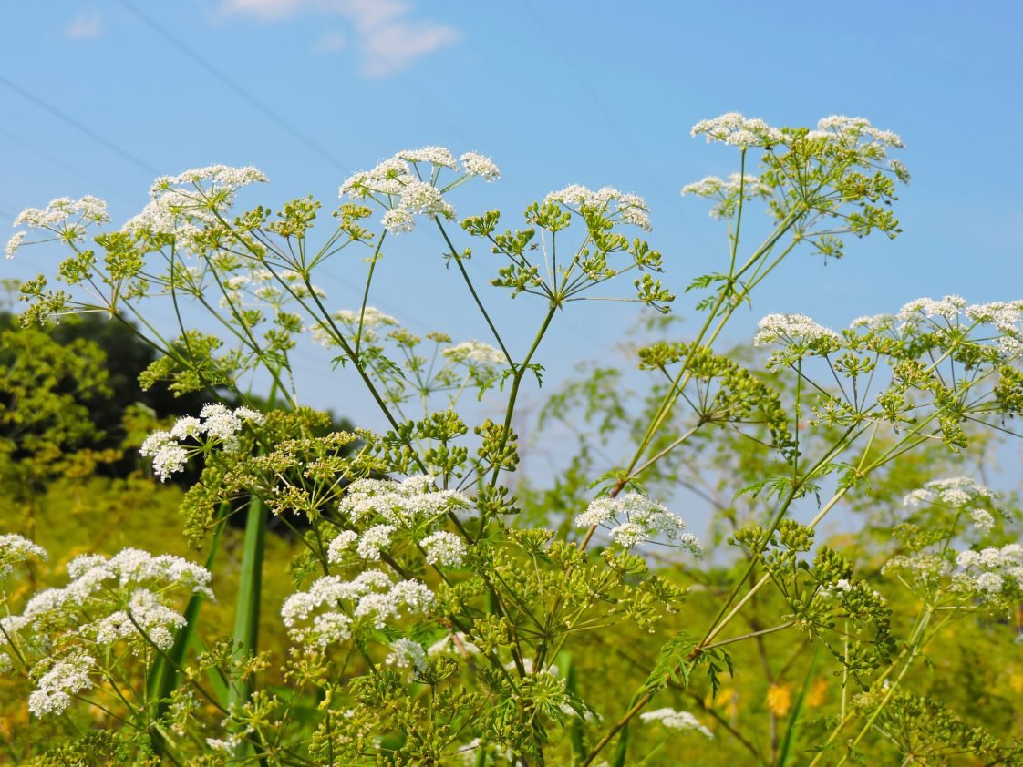 Conium maculatum (Poison Hemlock)