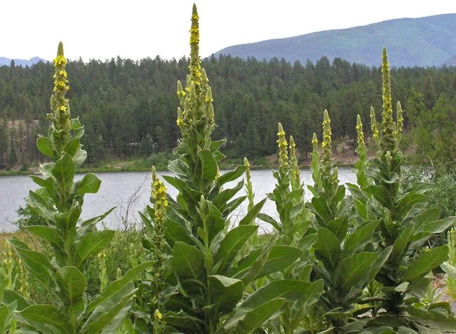 Verbascum Thapsus (Woolly mullein)