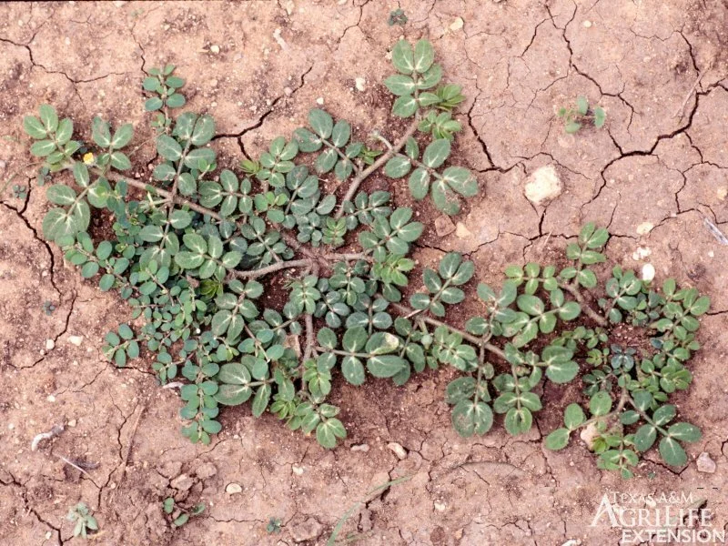 Tribulus terrestris (Goatheads/Puncturevine)