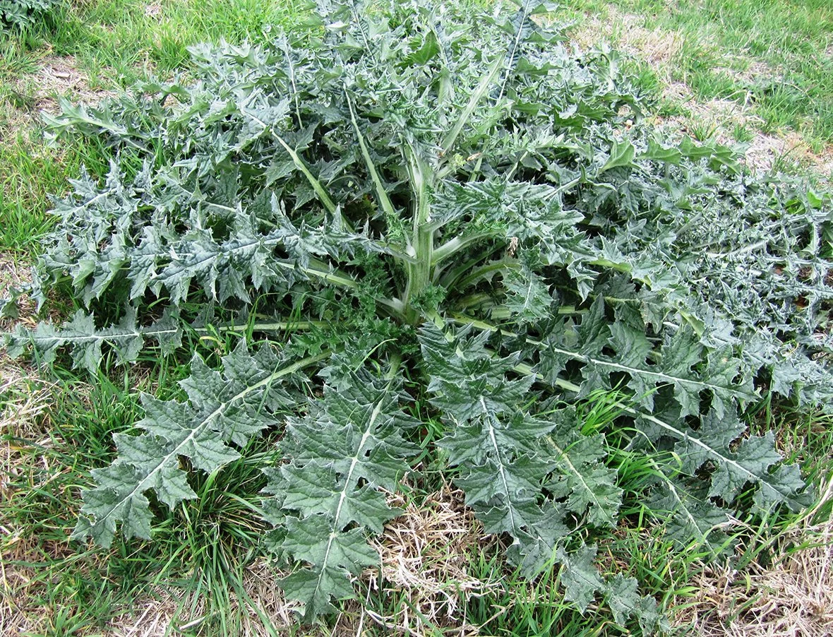 Cirsium vulgare (Bull Thistle)