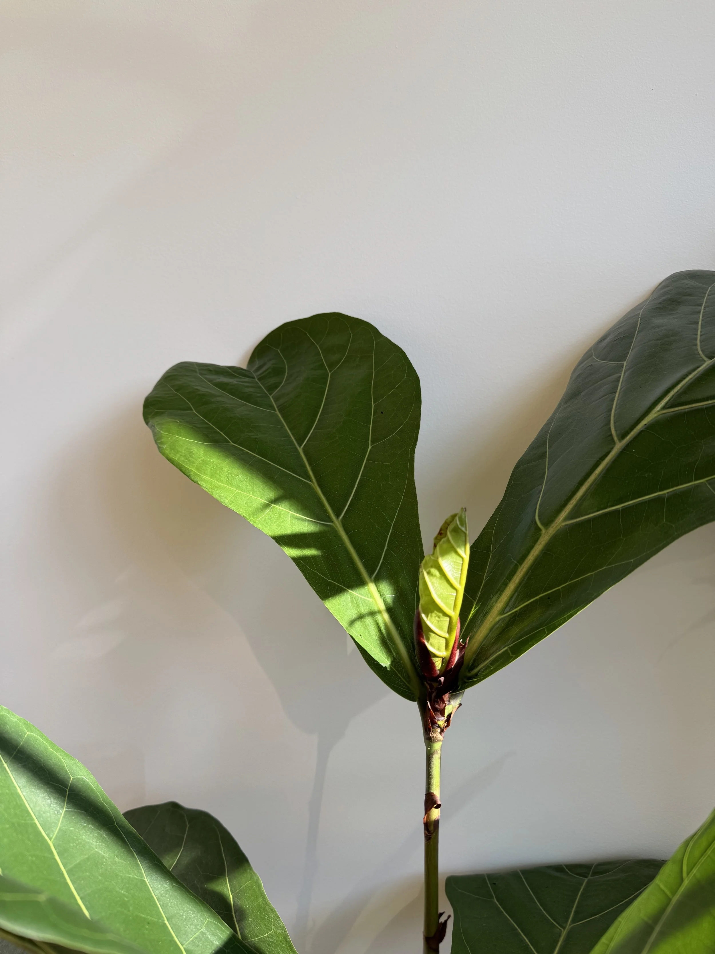 Lunar New Year Reset