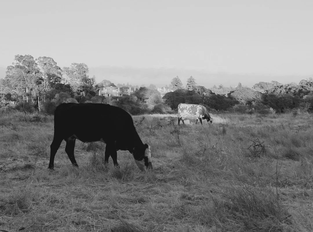 Landscape with Cows