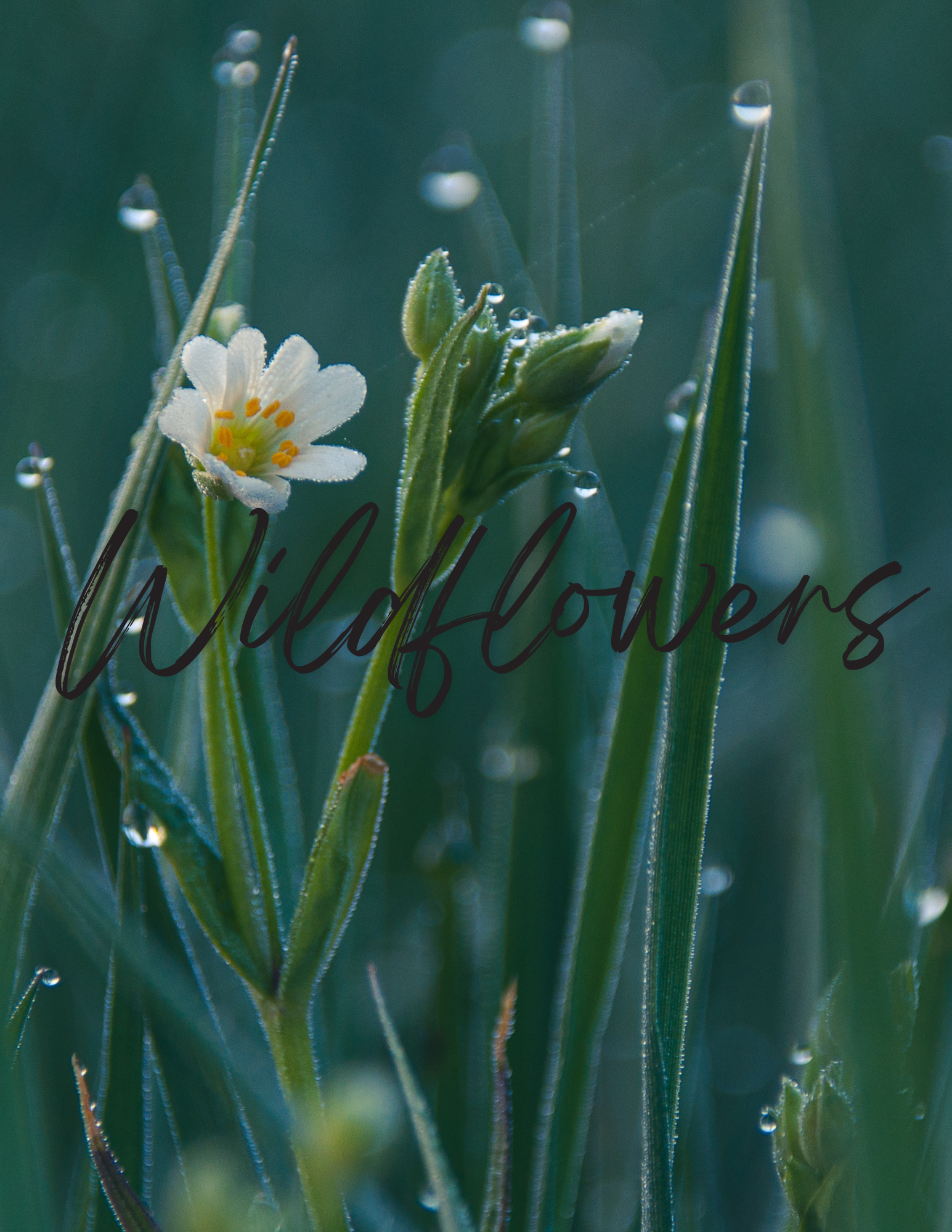 Vendor Ticket - Wildflowers Womens Conference