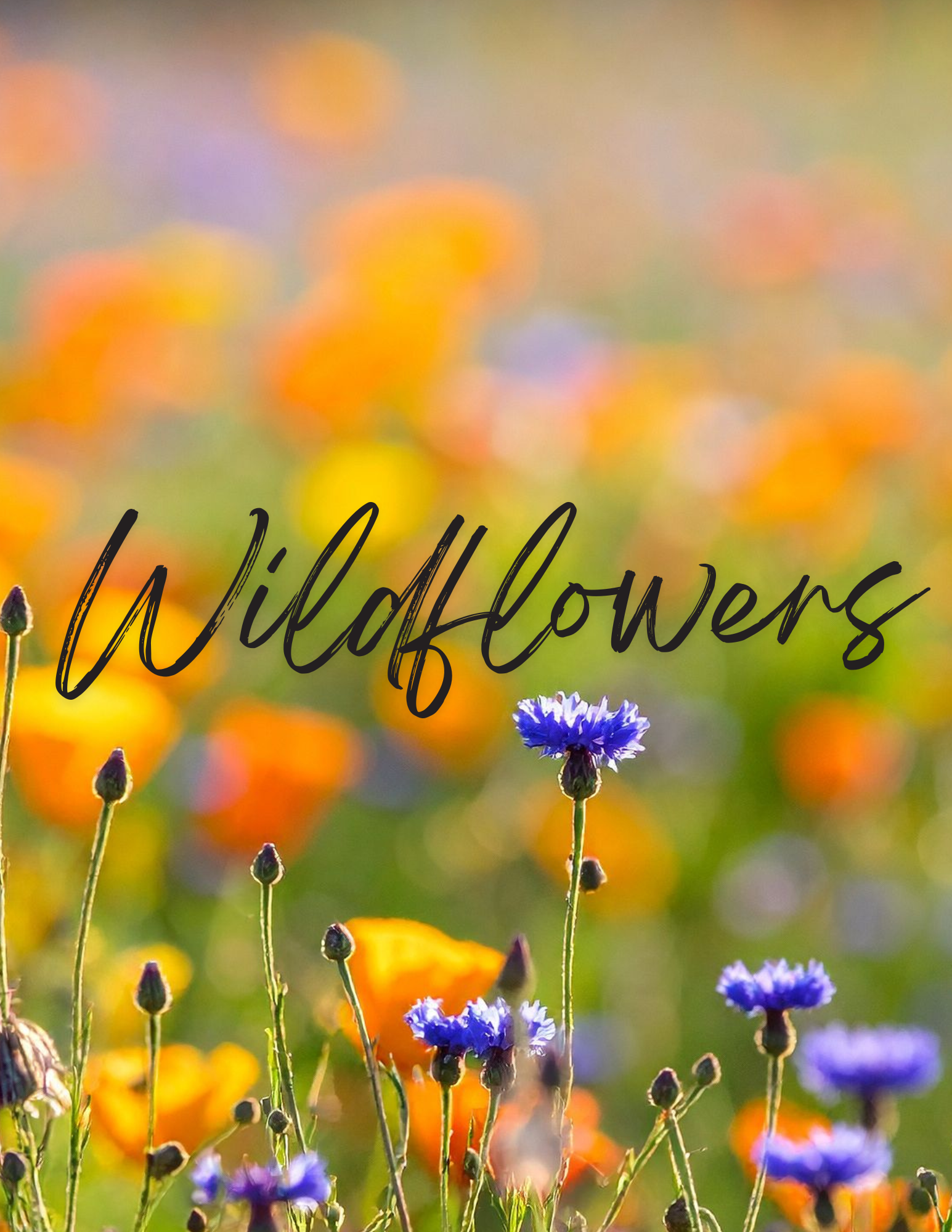 Full Conference - Wildflowers Womens Conference