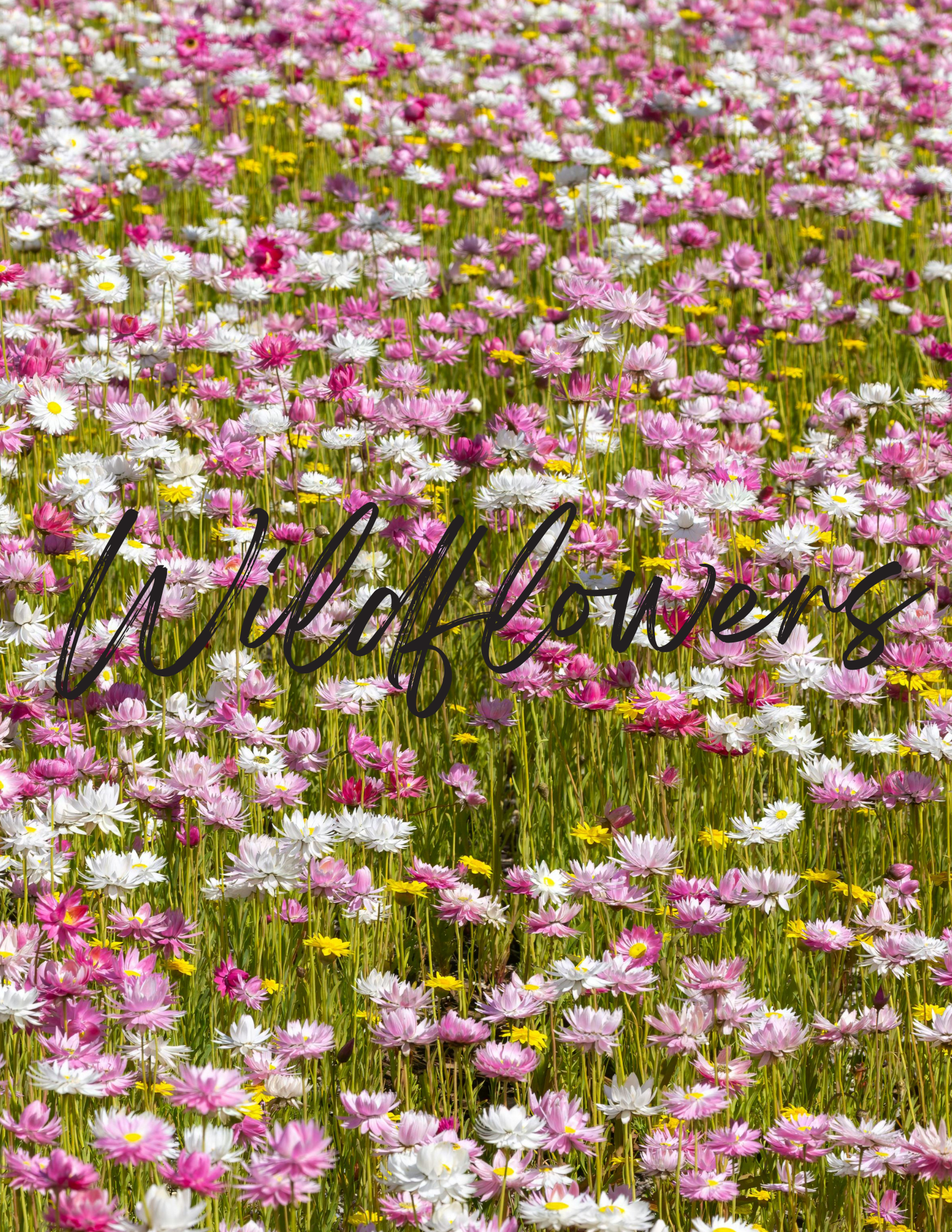 Saturday - Wildflowers Womens Homesteading Conference