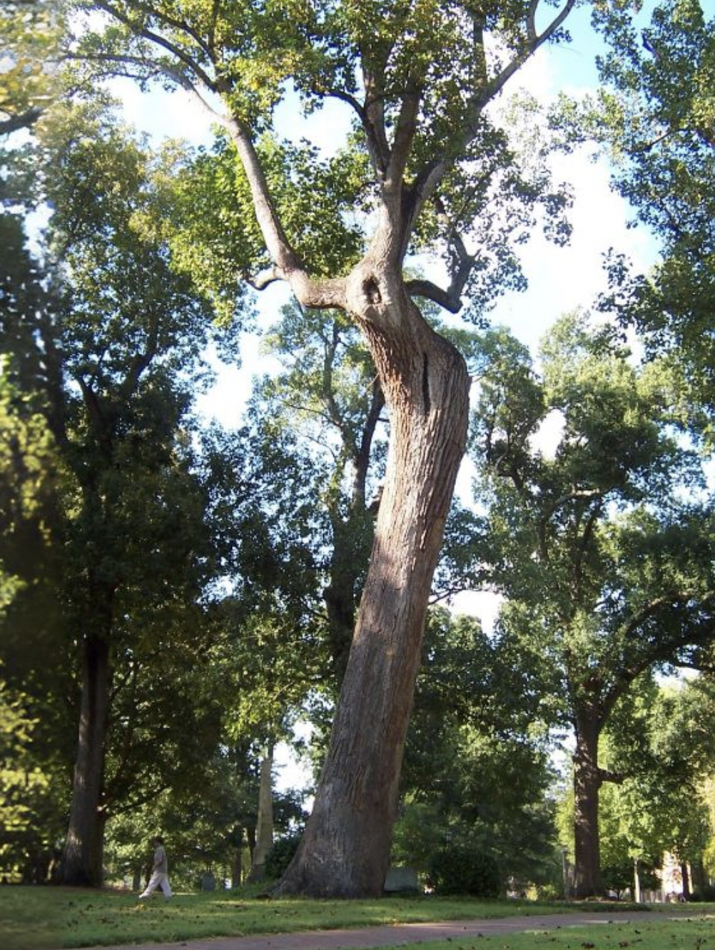 The Davie Poplar standing in Chapel Hill, North Carolina.