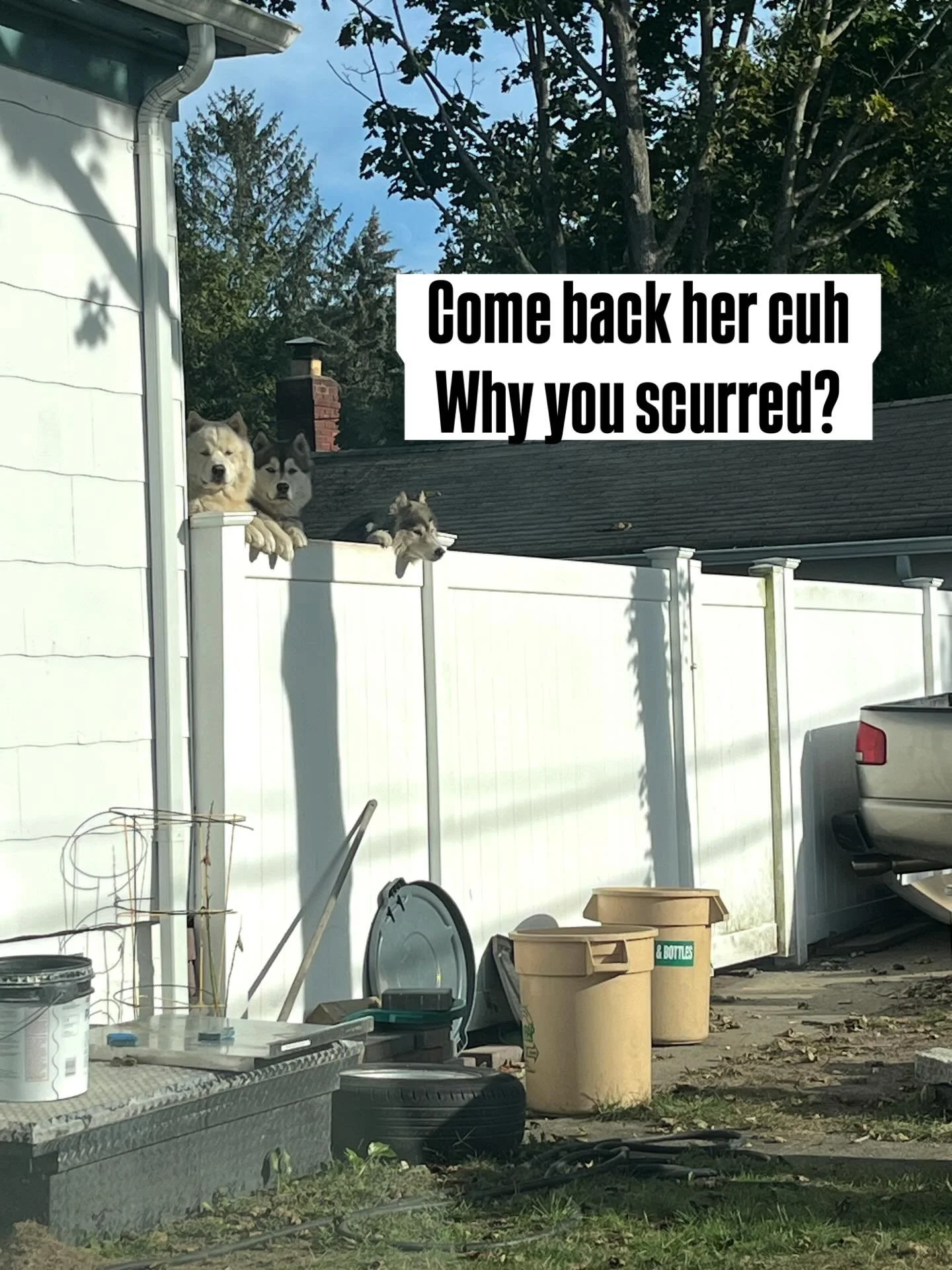 These fools tryna line me up. 🐶