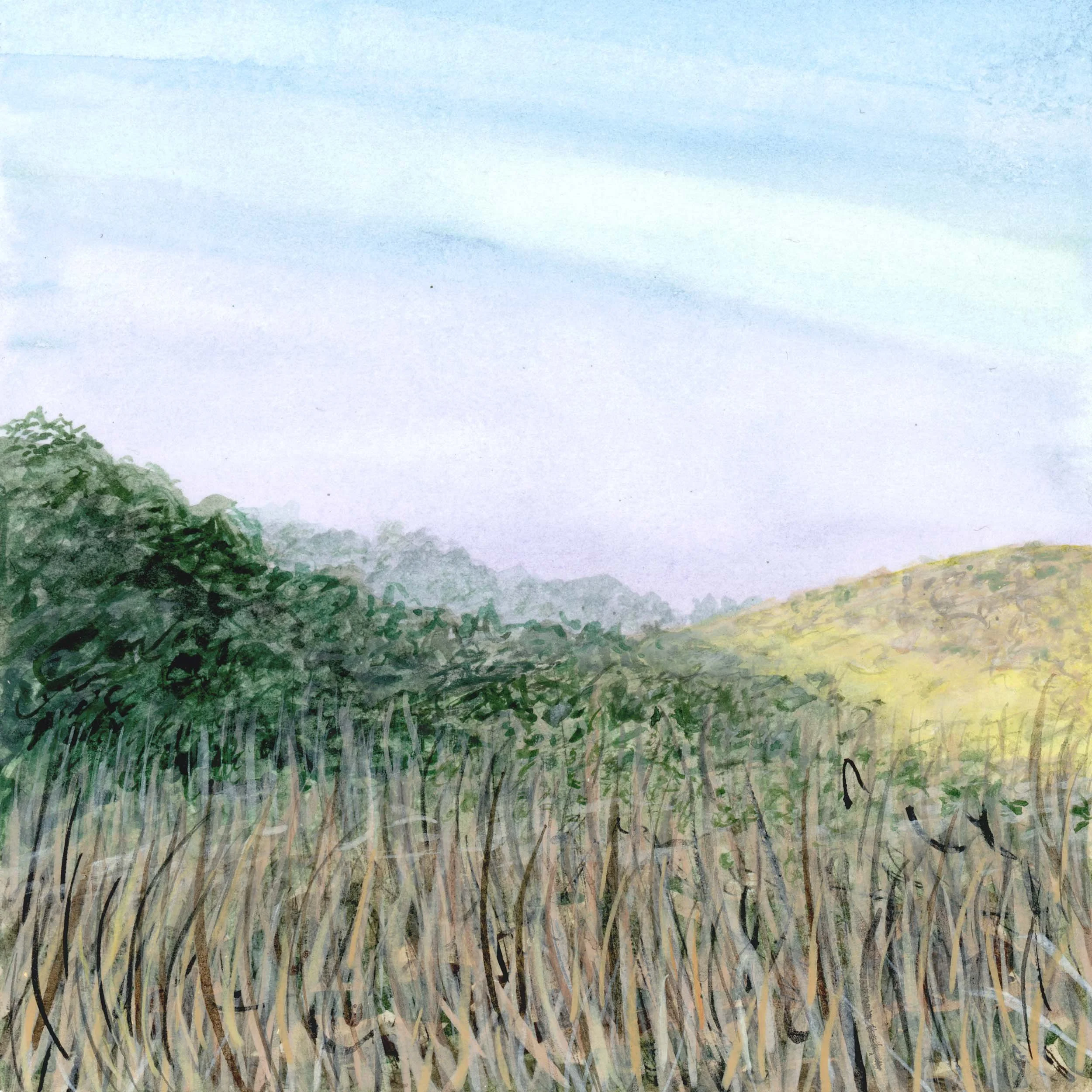 58/131 sub-alpine meadow (walk quietly)