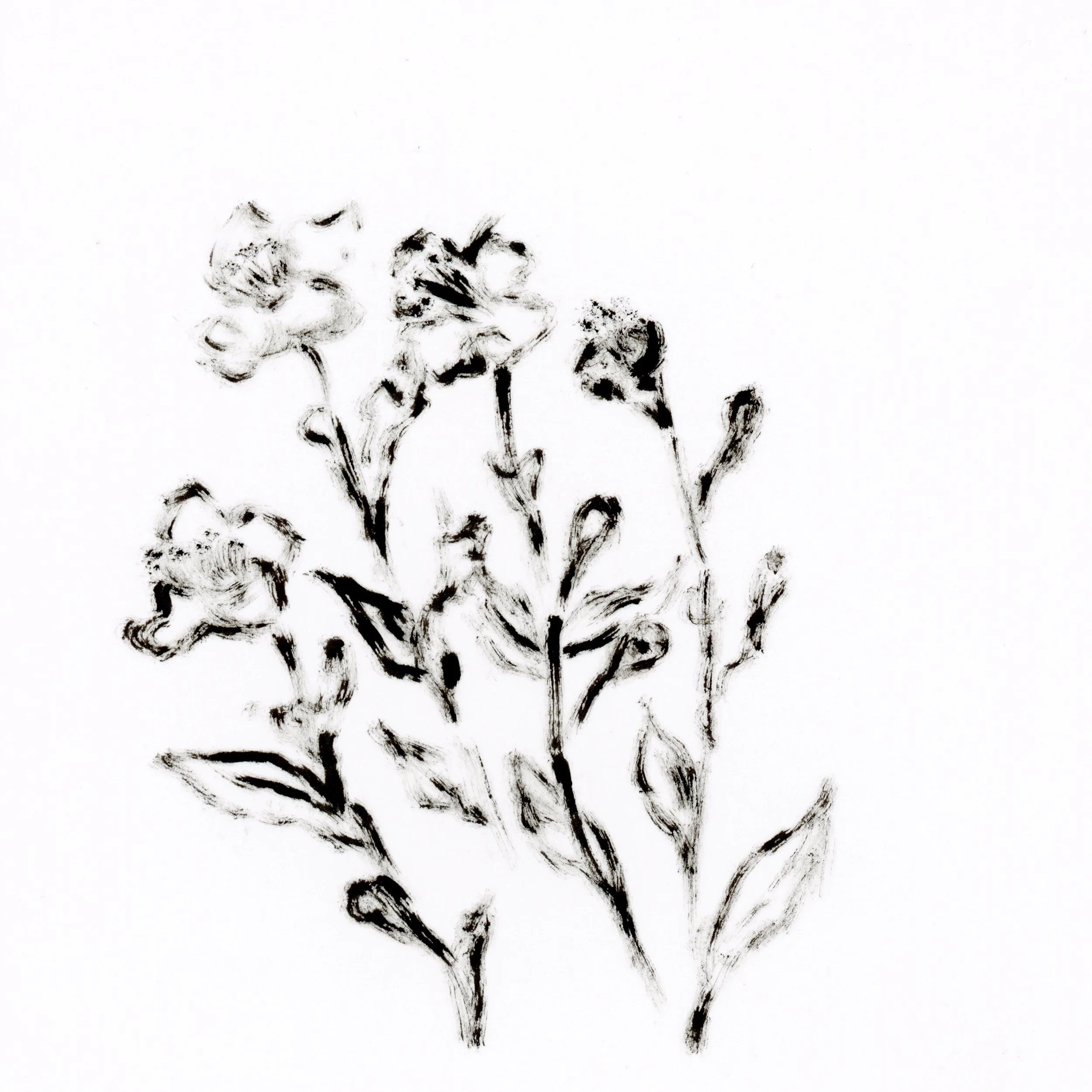 98/131 rose evening primrose