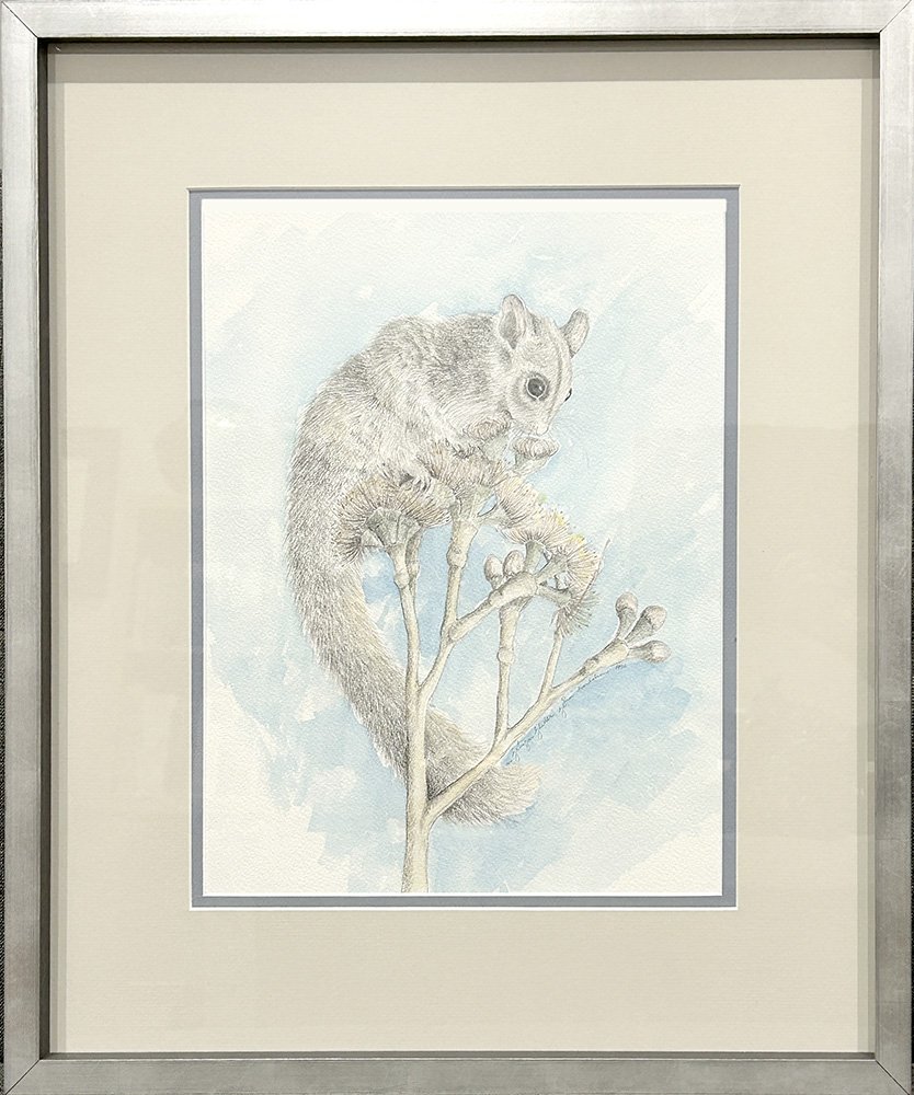 Sugar Glider framed
