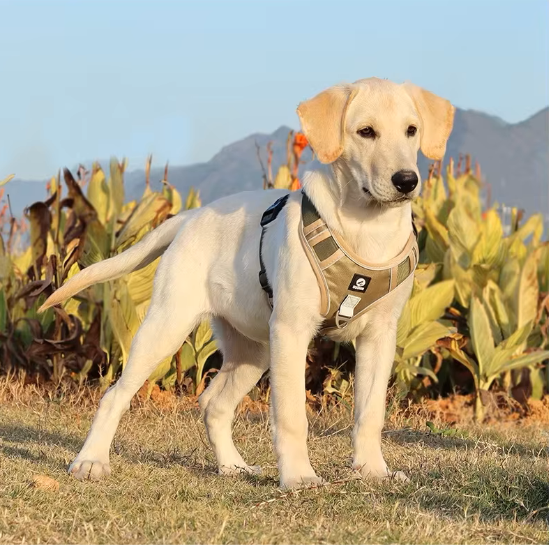 harnessdog2.png