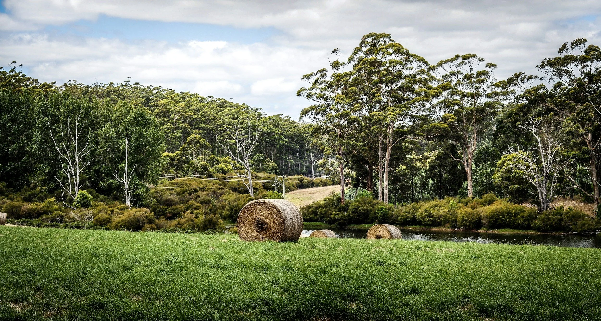 Rural landscape with round hay bales, green grass, and trees under a cloudy sky.