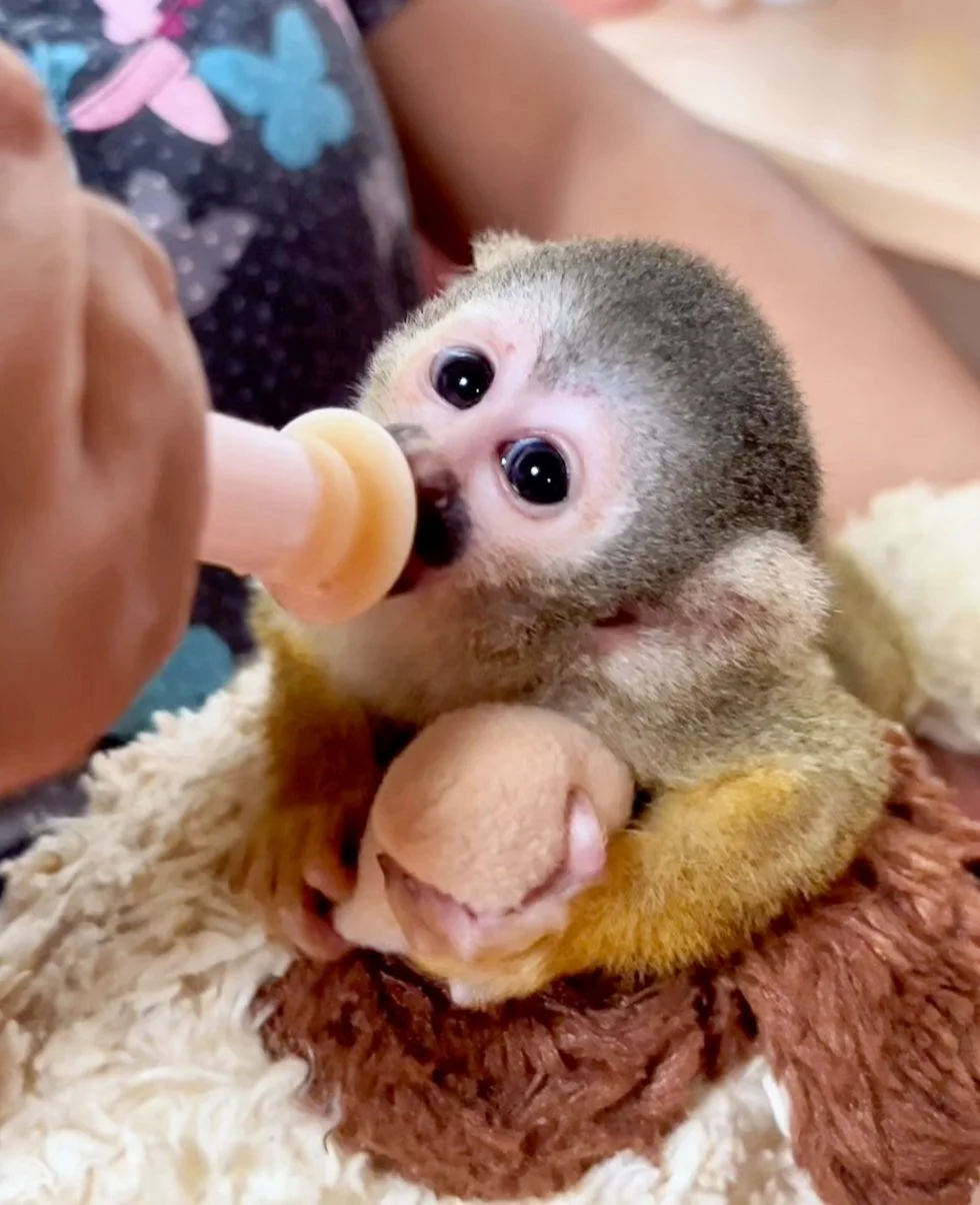 Screenshot 2025-03-07 at 10.28.45 AM.jpg