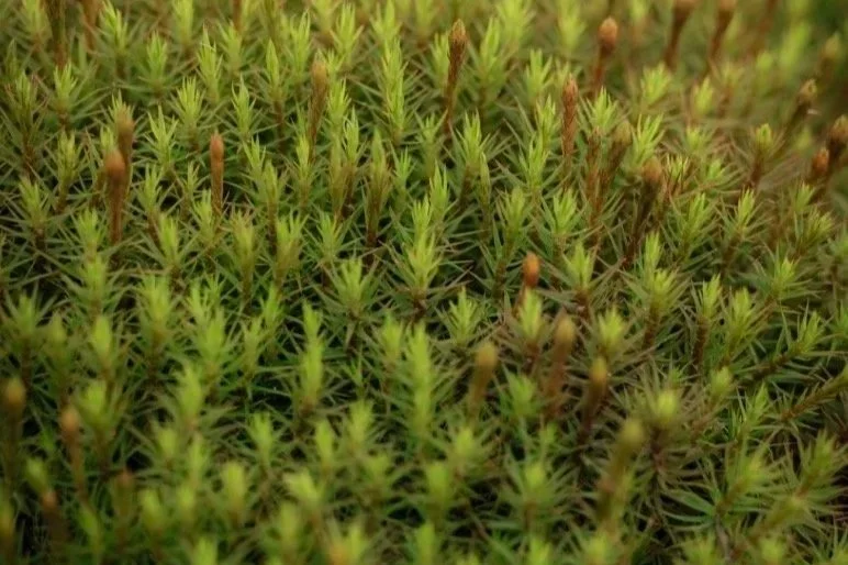 Intention: The Quiet Heart of Mindfulness Practice