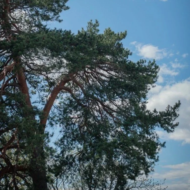Micro‑Moments of Mindfulness: How Small Pauses Create Big Shifts