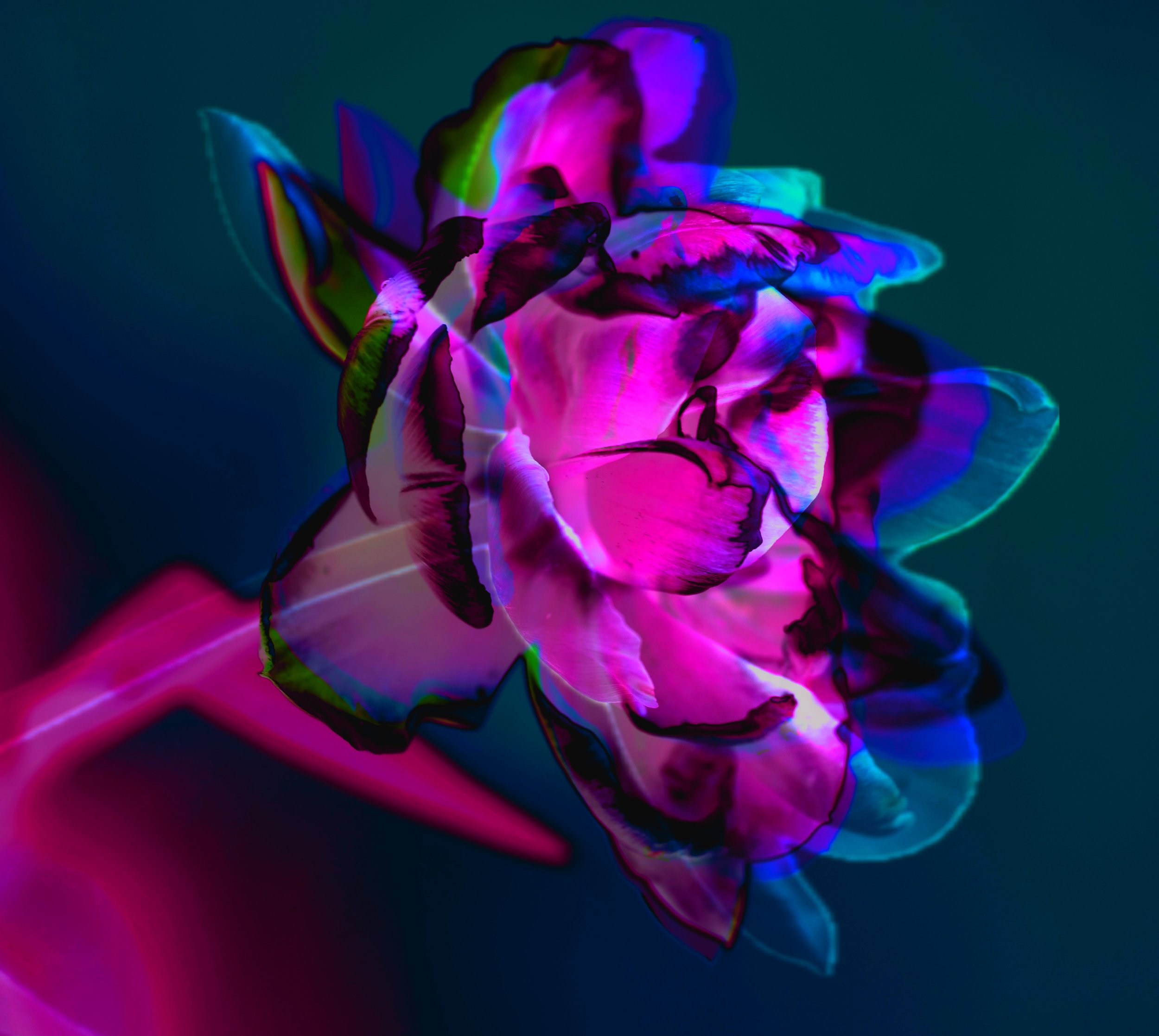 Didier’s Tulip Teal