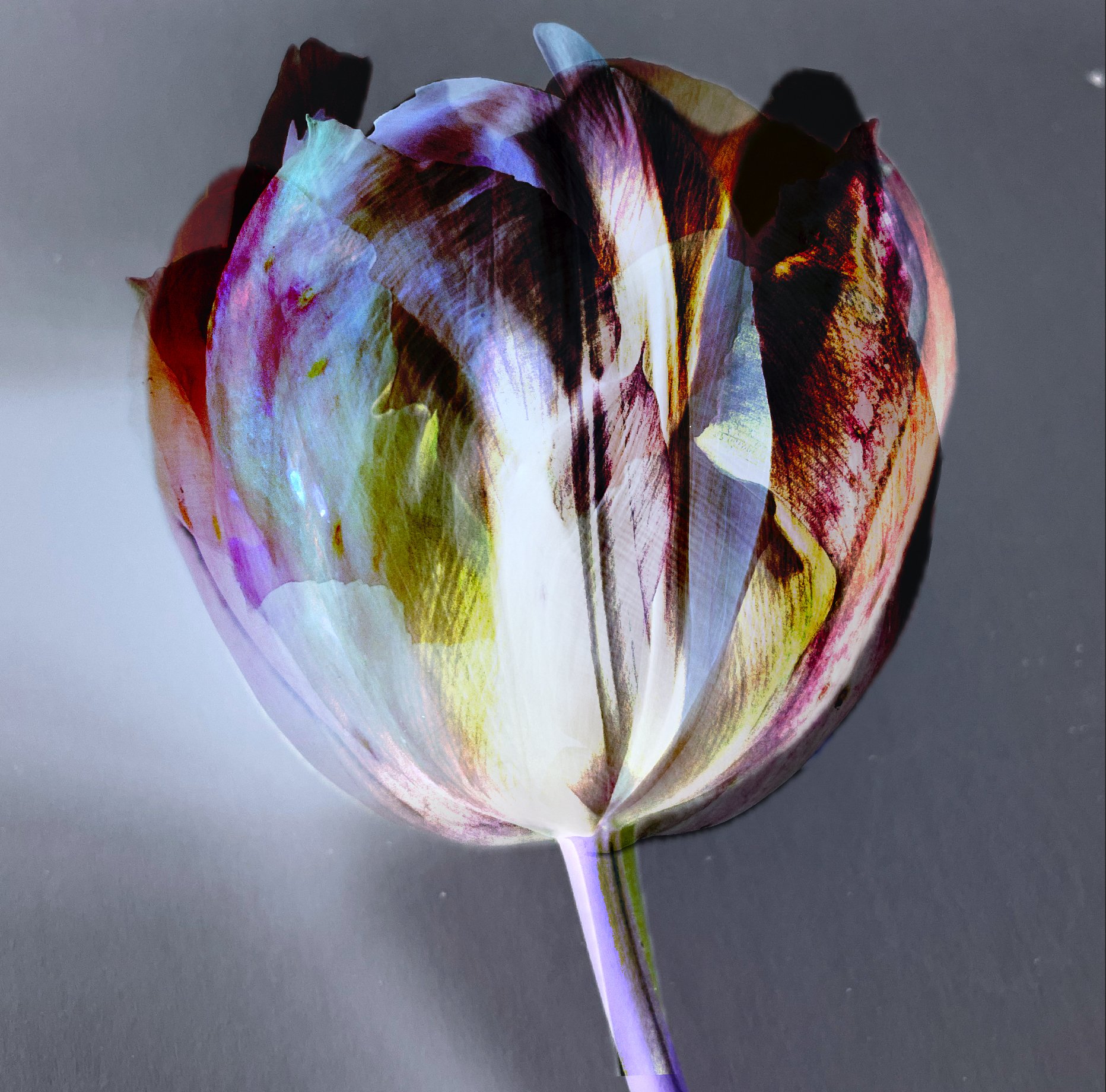 Lucent Tulip