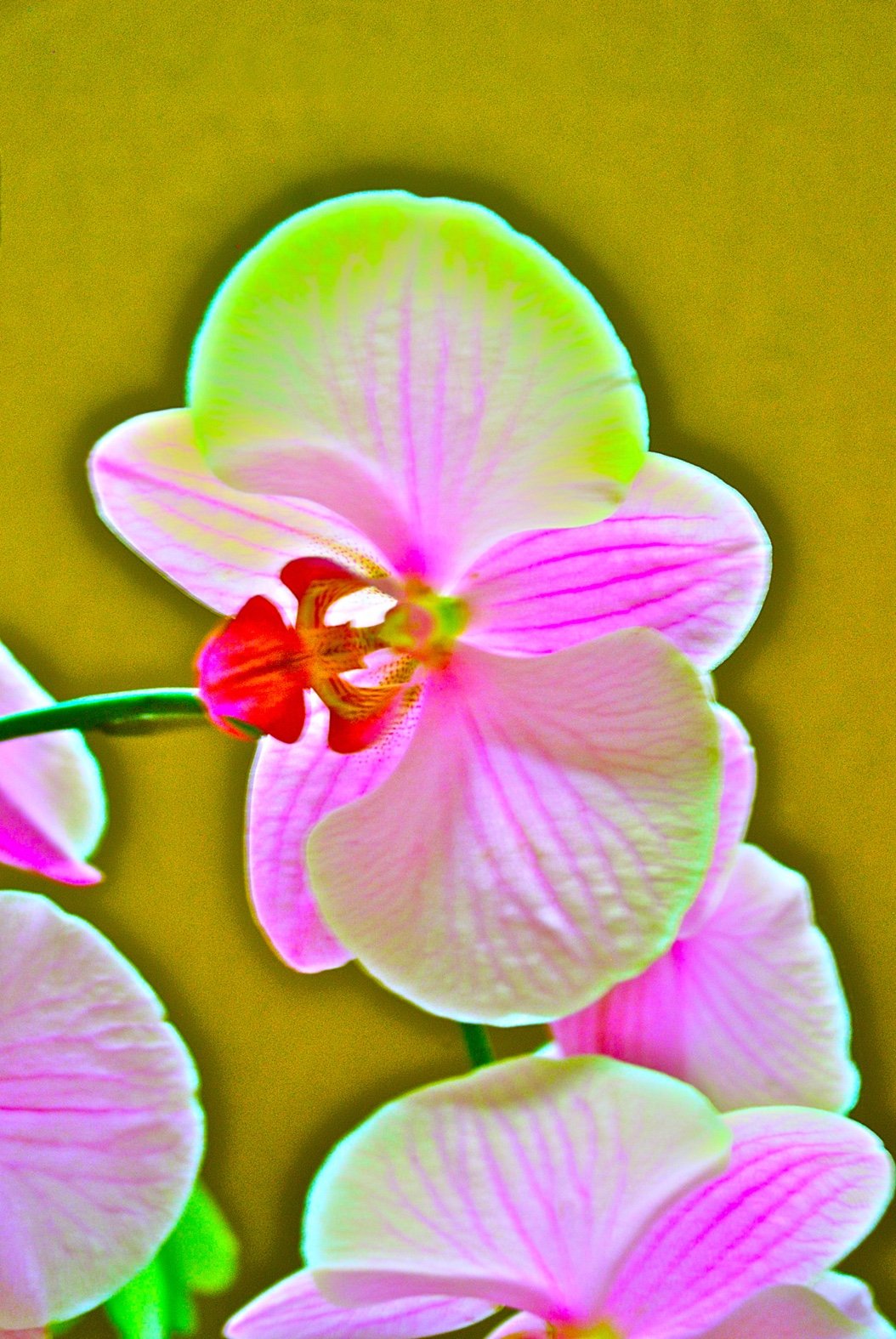 Cosmic Orchid