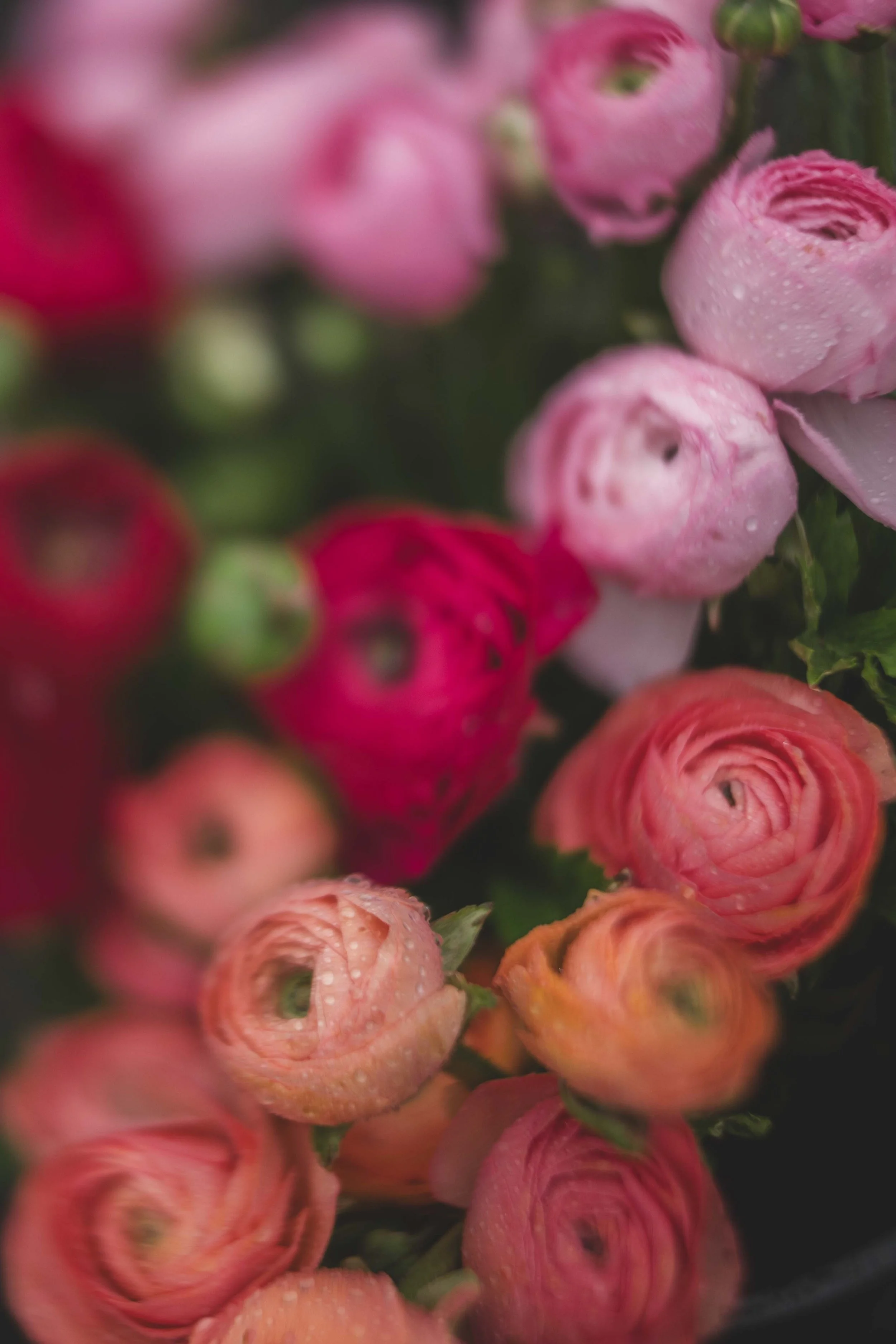 Blume-19.jpg
