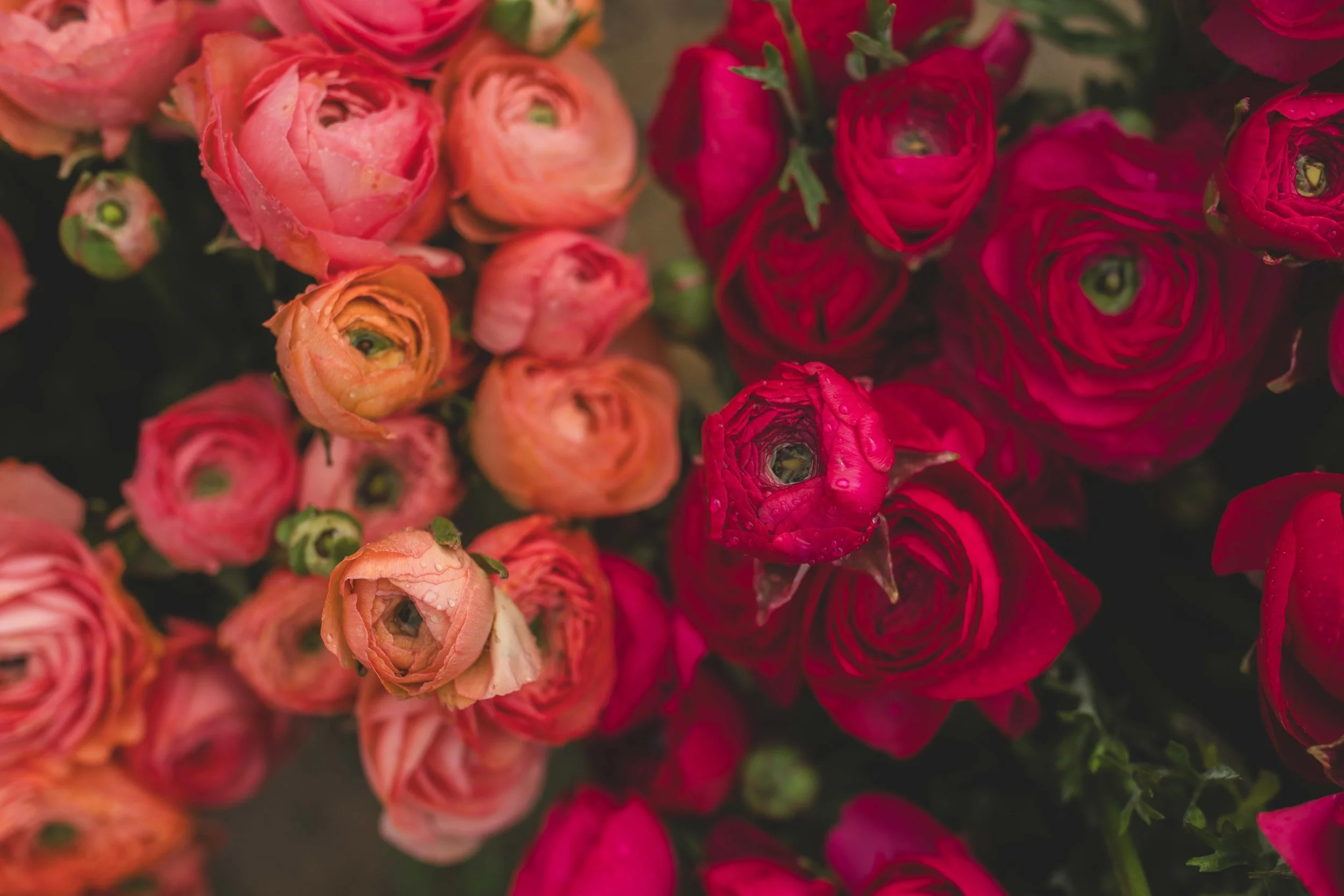 Blume-23.jpg