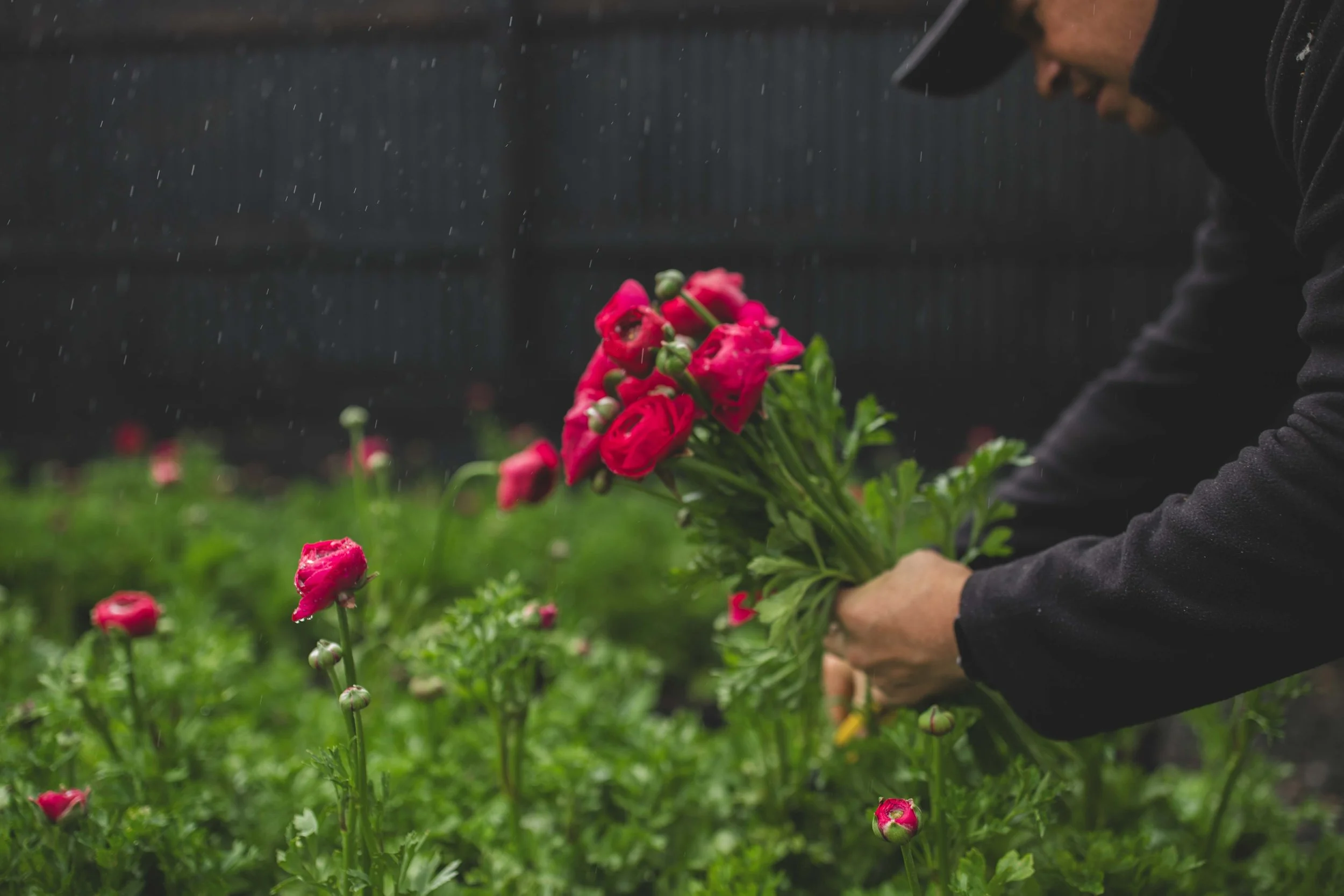 Blume-16.jpg