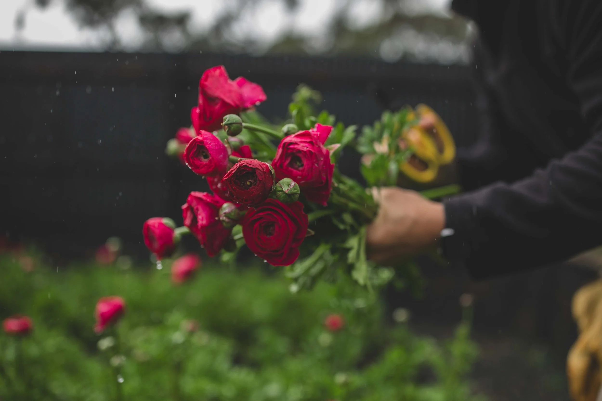 Blume-17.jpg