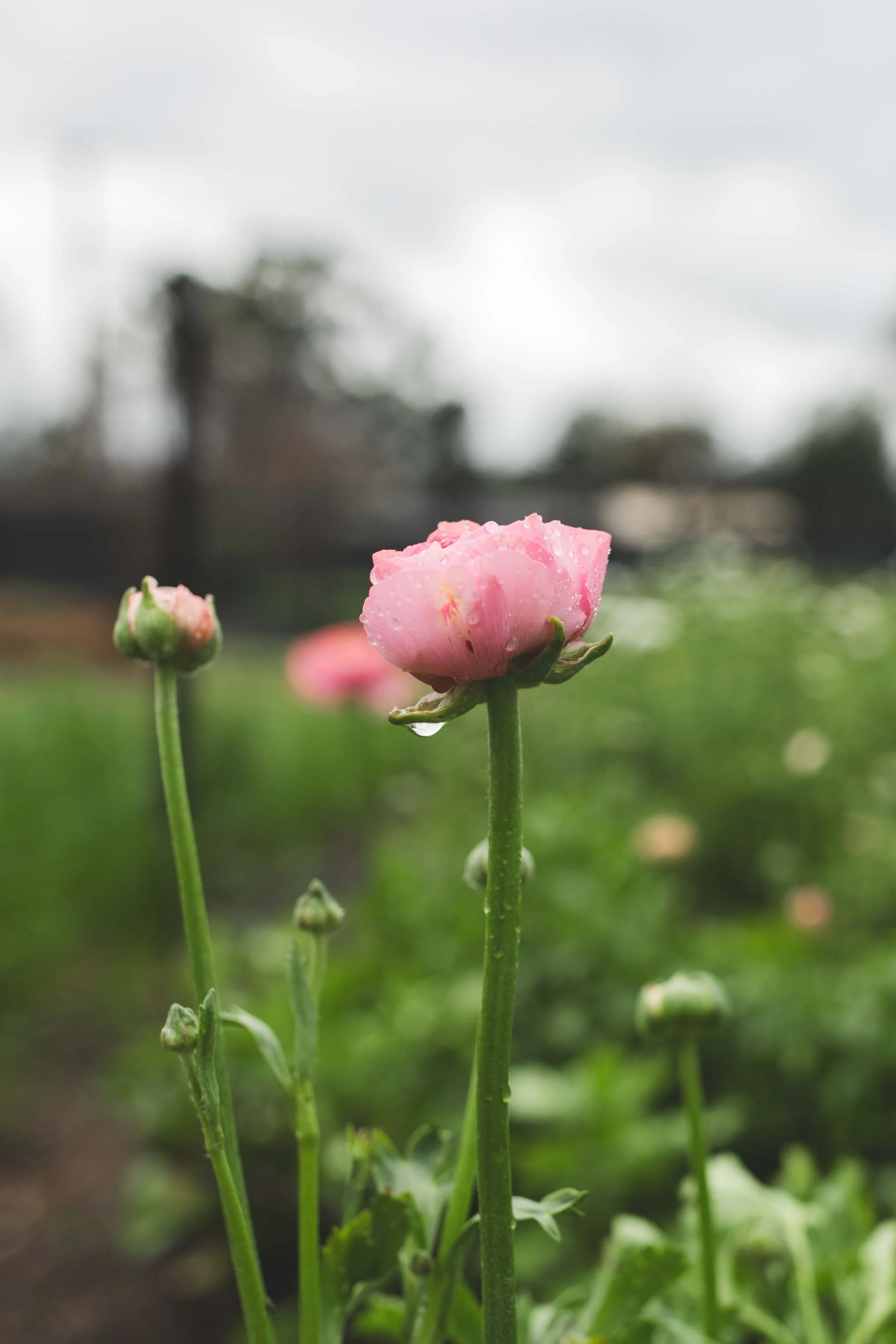 Blume-21.jpg