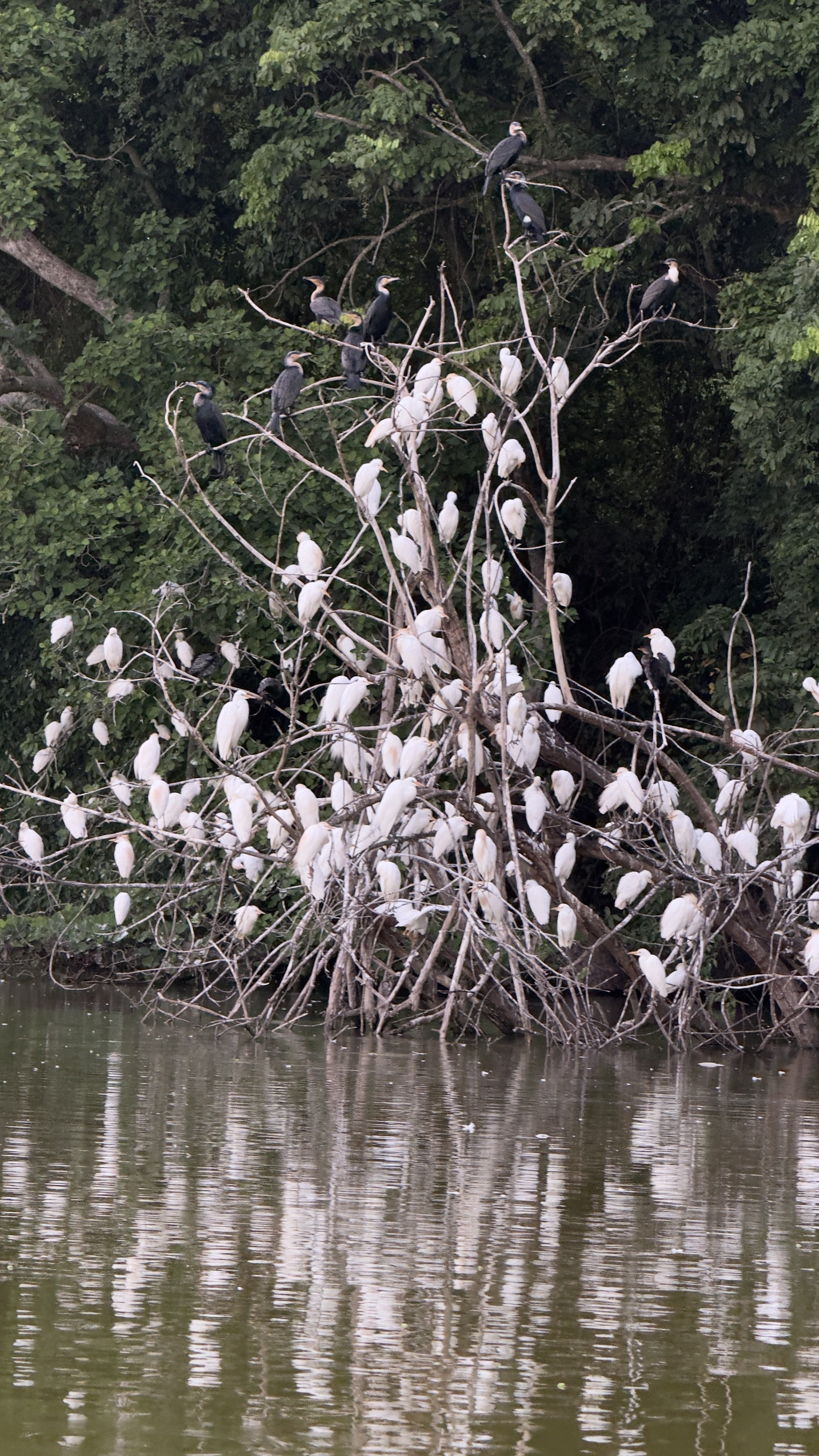 BIRD MIGRATION 2025