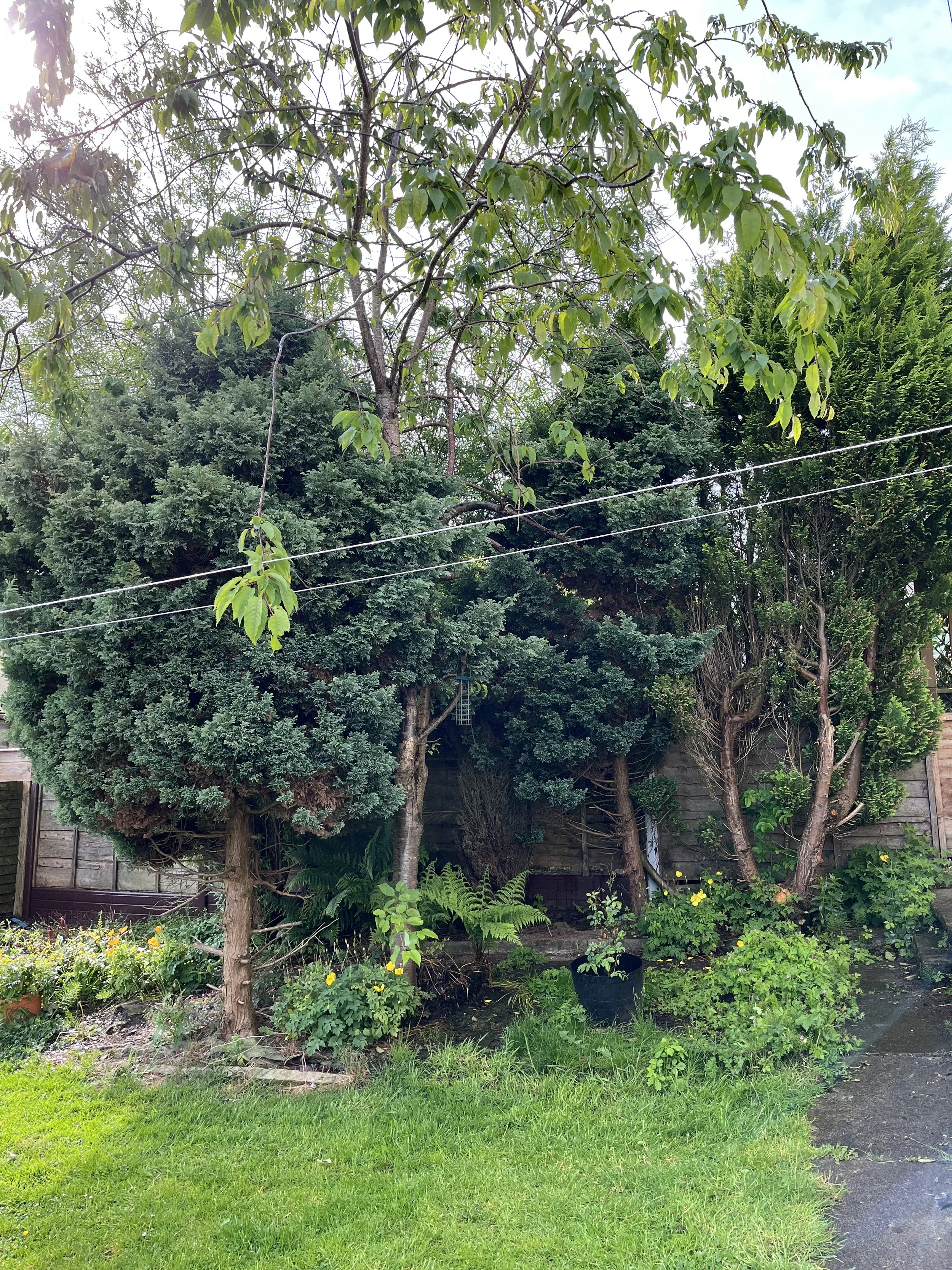 Garden Clearance Before