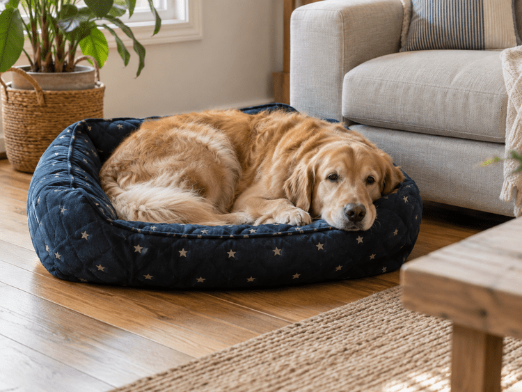 Cozy pet bed