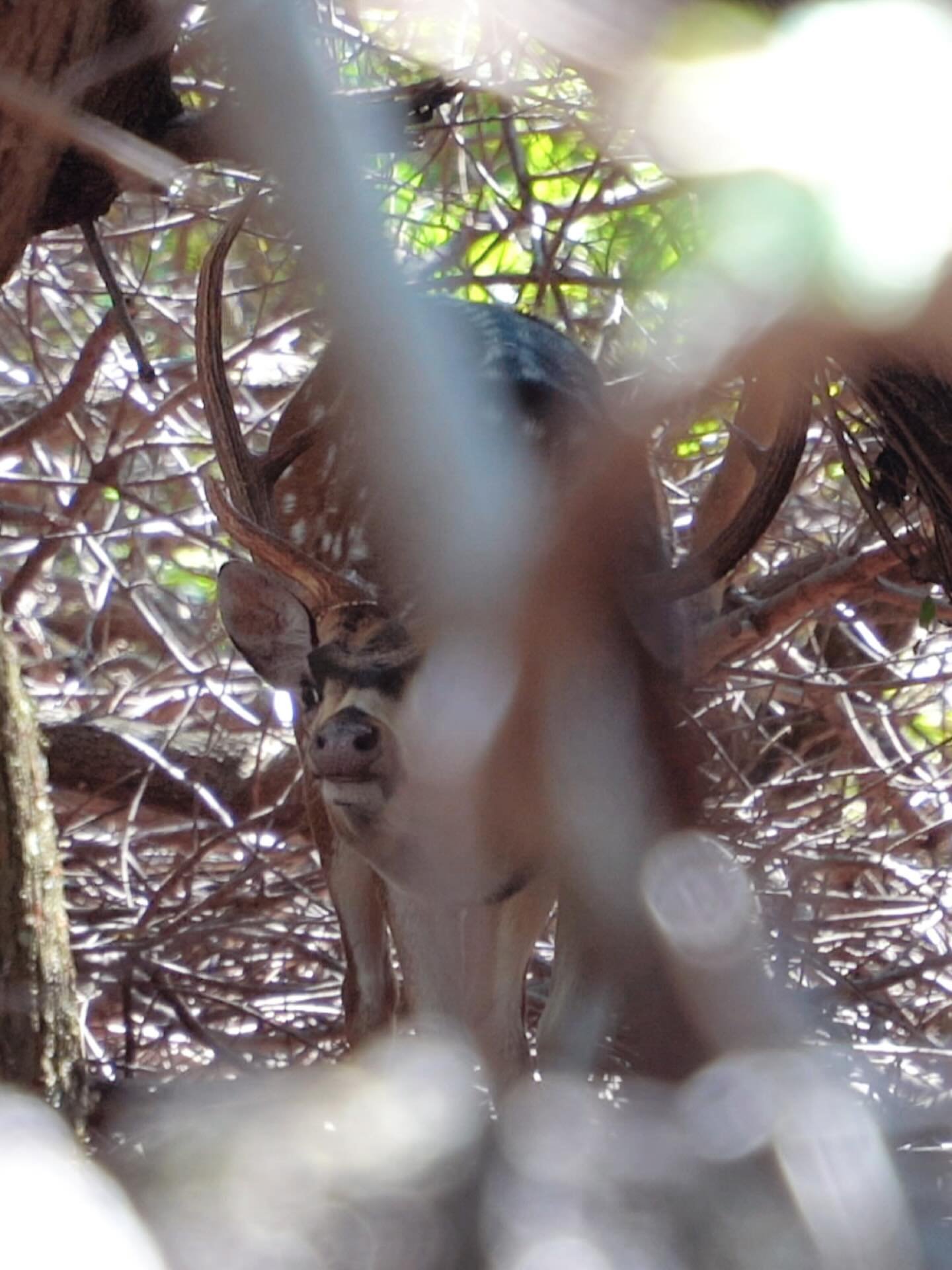 &ldquo;Not everything that&rsquo;s wild is meant to be seen. But sometimes, just for a moment, the ʻāina lets you see the heart of it all.
Ready when you are.&rdquo;

#AxisDeer #MauiHunting #HuntHawaii #HuntingLife #TrophyBuck #SpotAndStalk #DIYHunt 