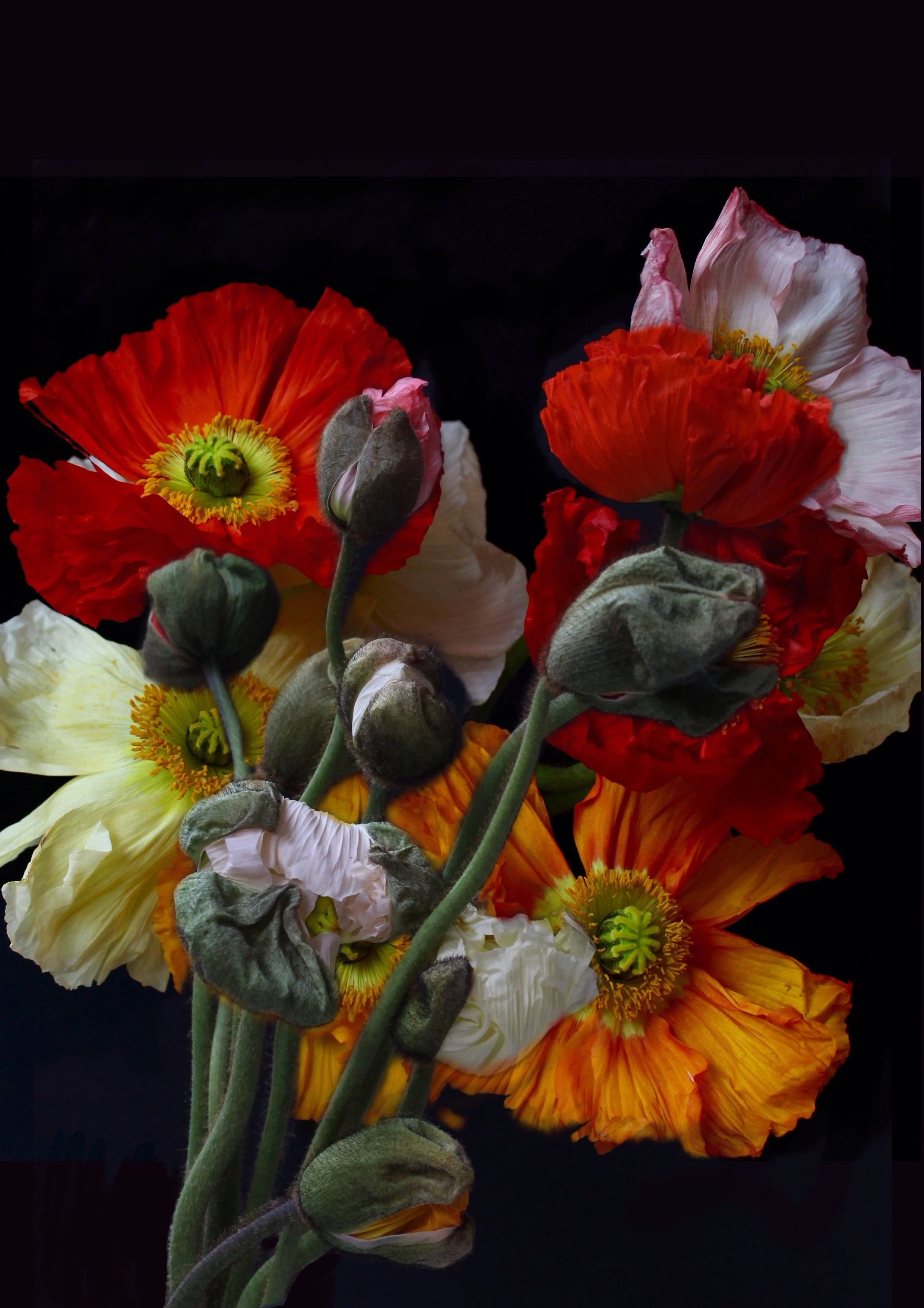 Icelandic Poppy II