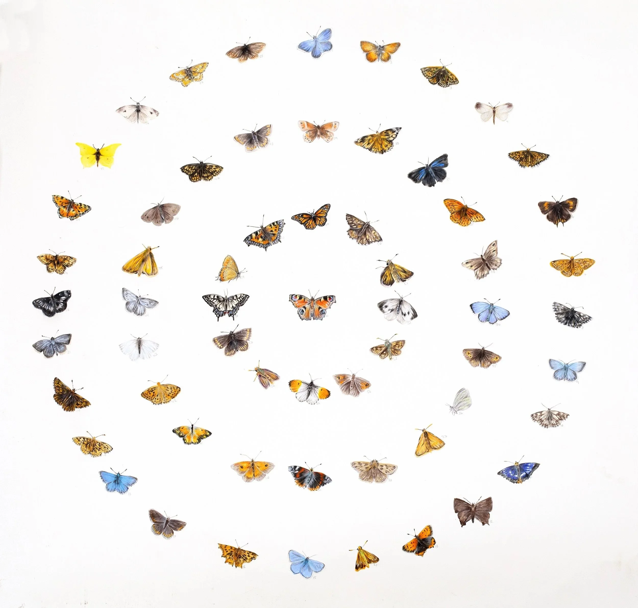 A collection of various colorful butterflies arranged in a spiral pattern on a white background.