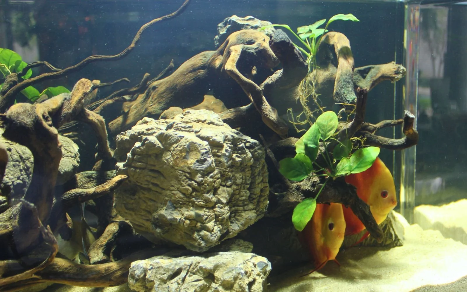 Abhik Mazumdar Aquascaping Consultation