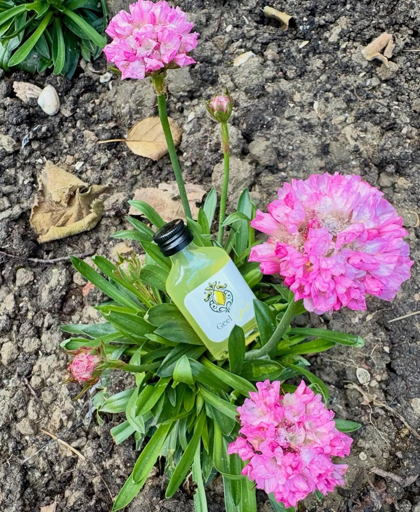 PASEN 🐣🌸 Zoek jij liever paaseieren of shotjes limoncello volgend weekend!? De weersvoorspelling is zonnig, dus dat is geen reden om binnen te blijven zitten☀️ #pasen #weekend #zon #limoncello #geelgoud