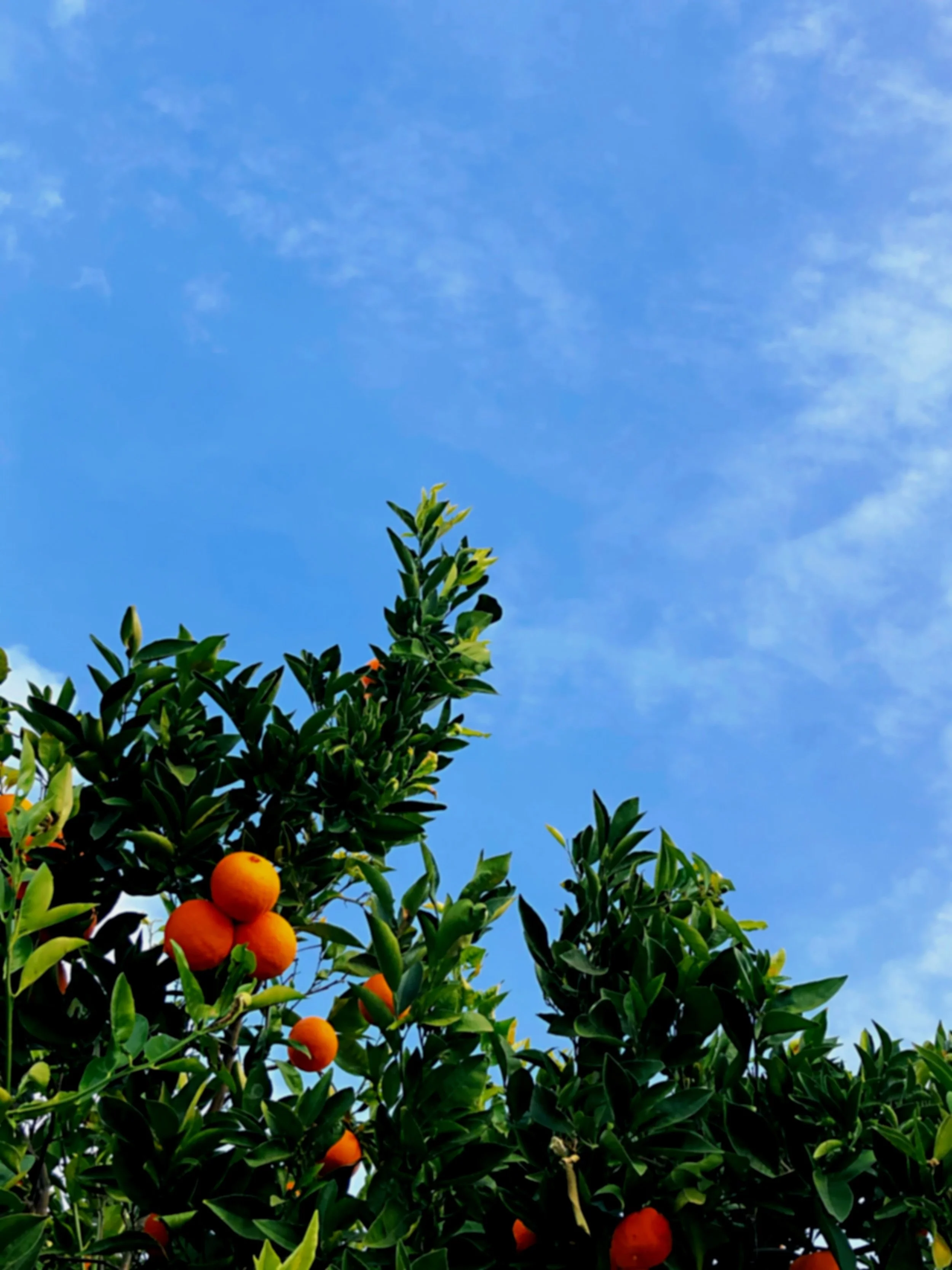 Orange tree with ripe oranges and green leaves against a blue sky with some clouds.