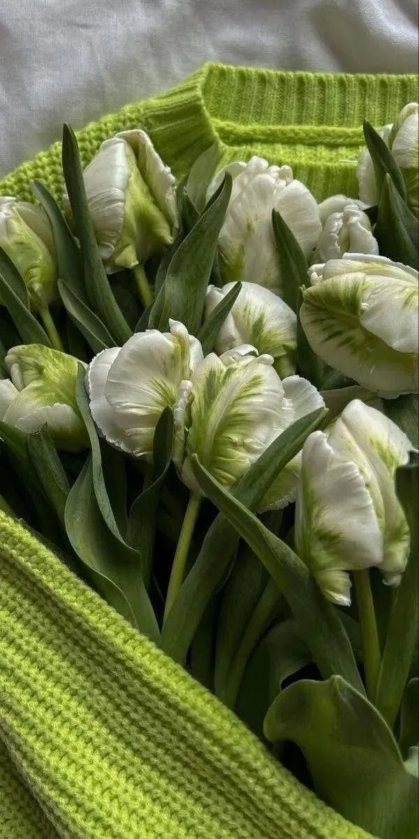 Close-up of white tulips with green accents, surrounded by green leaves, with a lime green knitted fabric in the background.