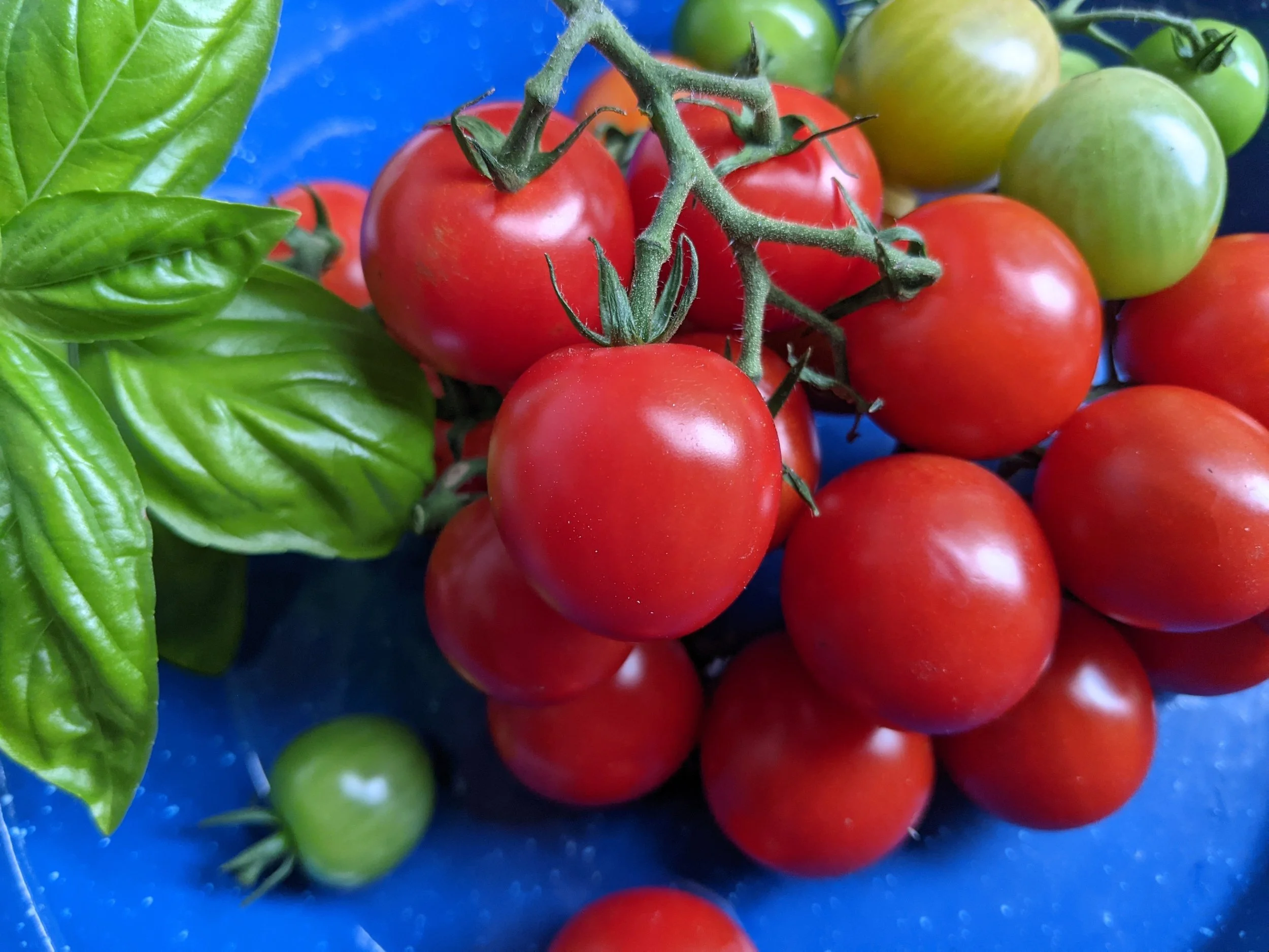 Tomato Tonatico_blue plate_xclose.jpg