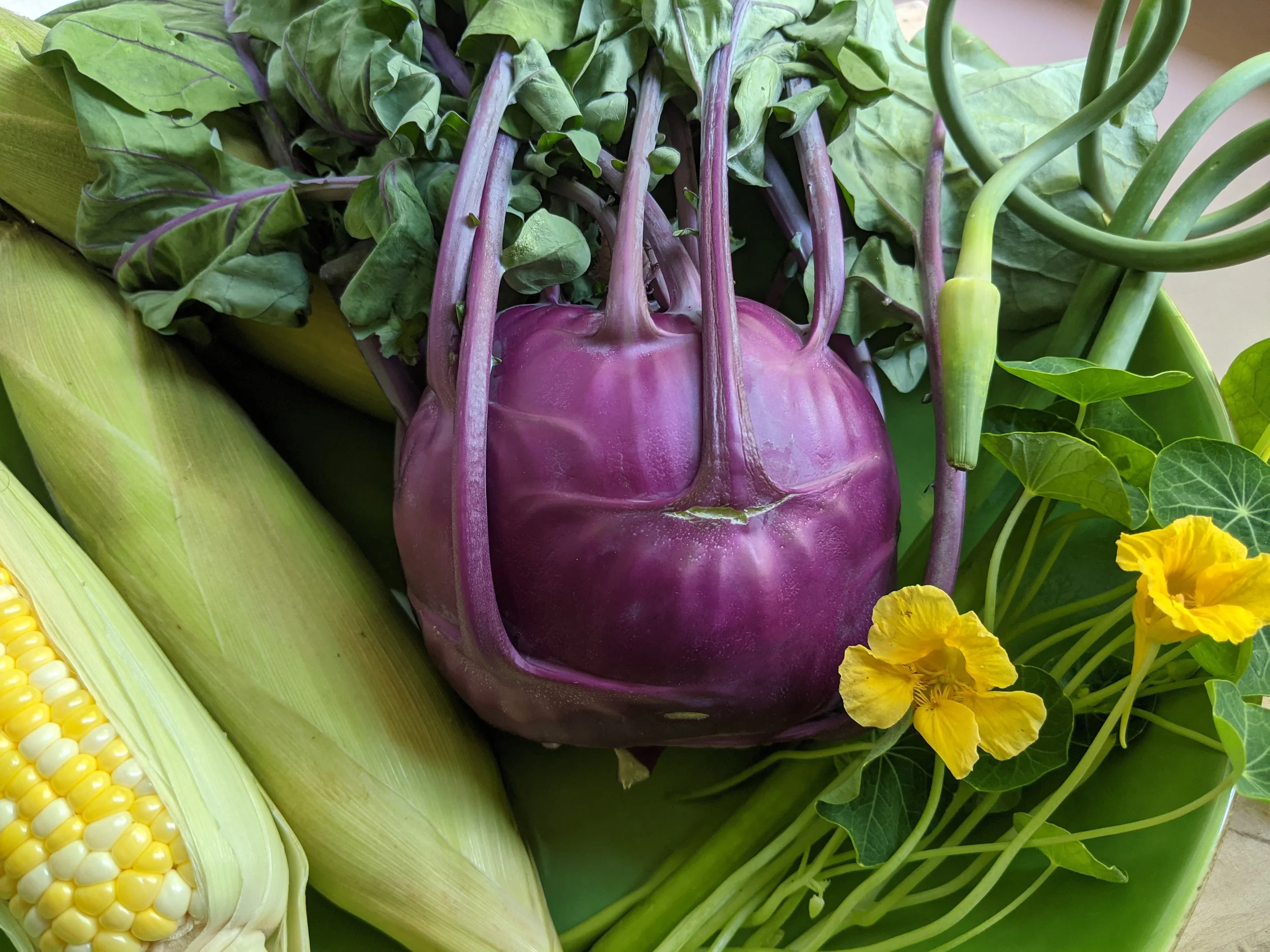 Kohlrabi_purple_whole head_wide.jpg