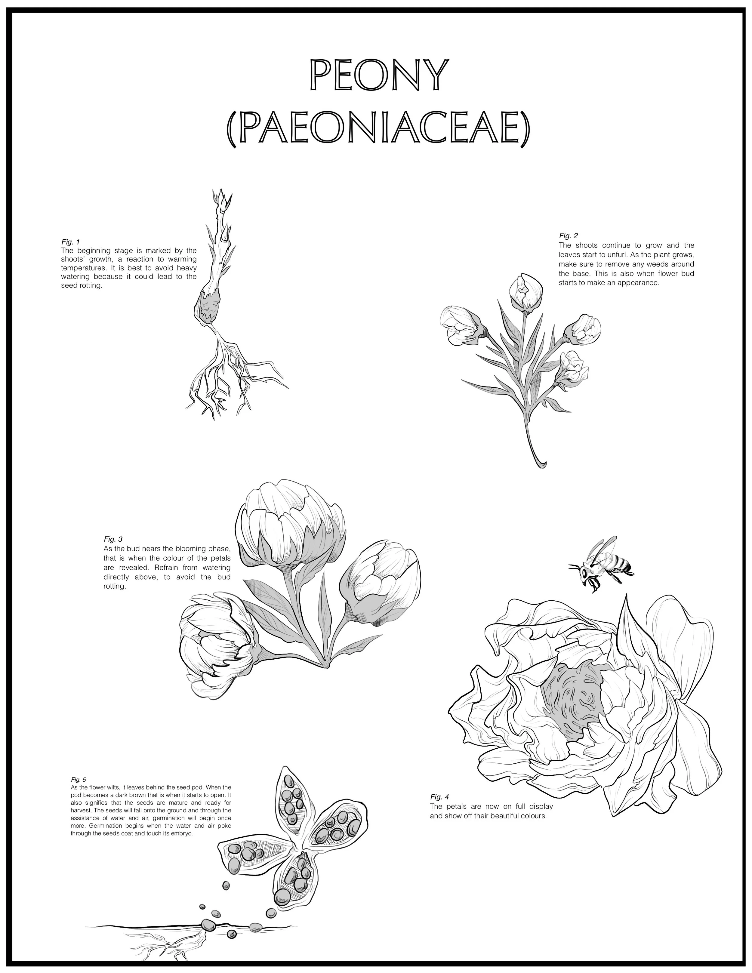 “Peony Infographic"
Photoshop, Procreate, 2024