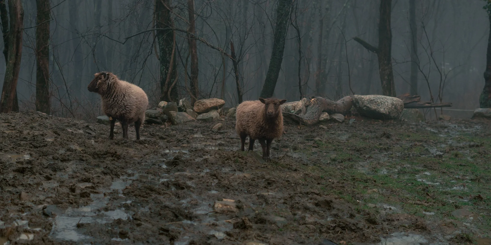 Two brown sheep standing on muddy ground in a foggy forest.