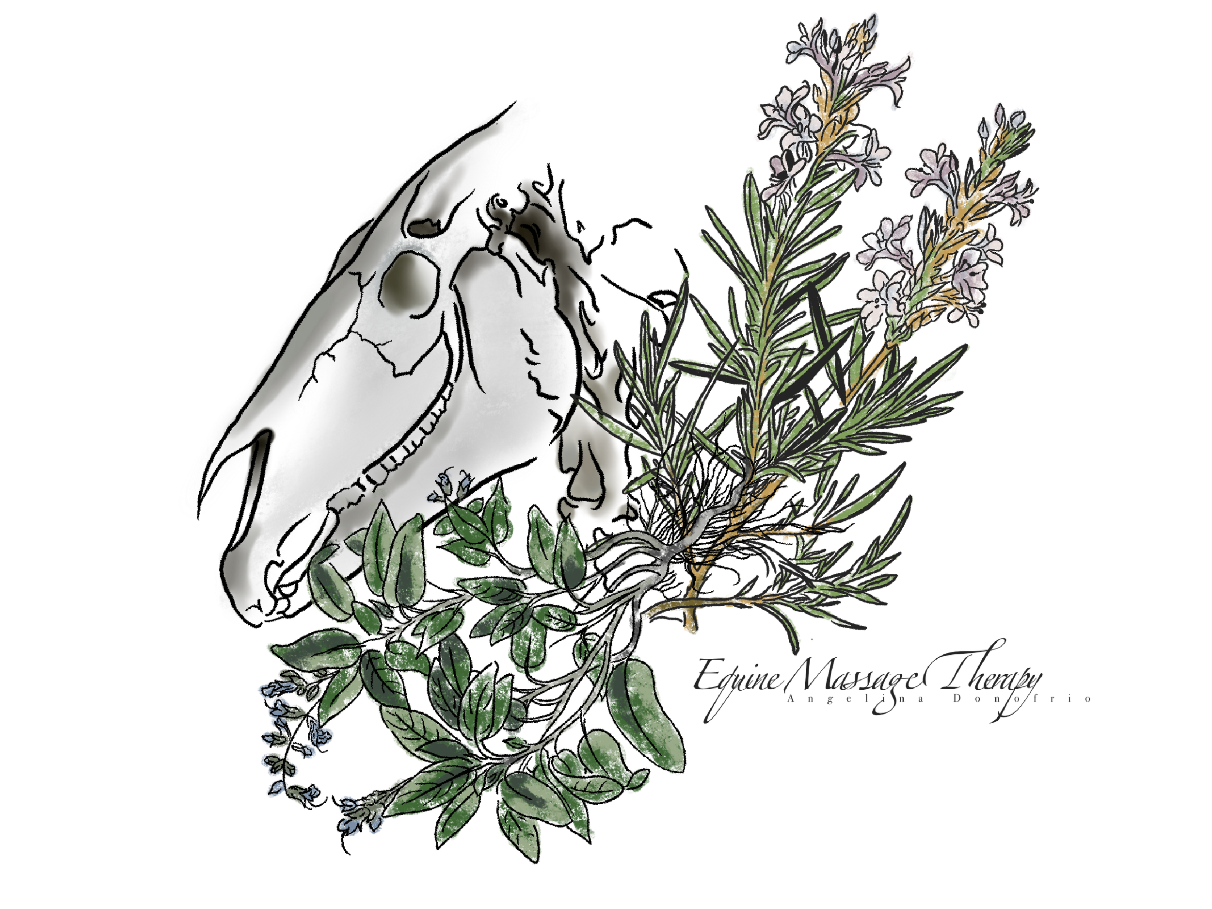 Illustration of a horse skull and herbal plants, including rosemary and lavender, arranged artistically.