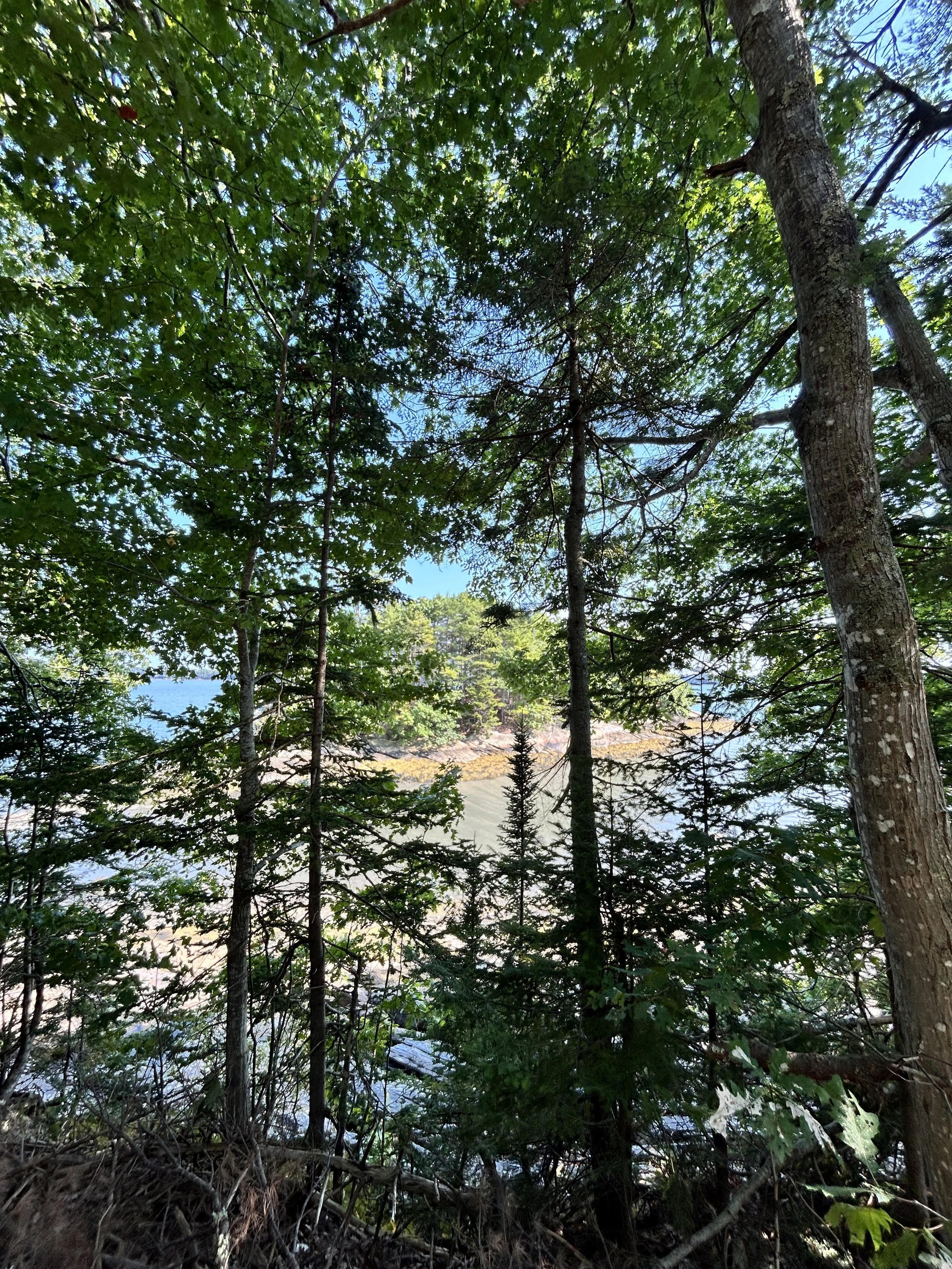 Trees with small island with trees on it in the ocean.