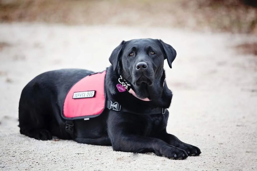 Hazel the Wonder (Service) Dog: The Girl Who Changed Everything 🐾